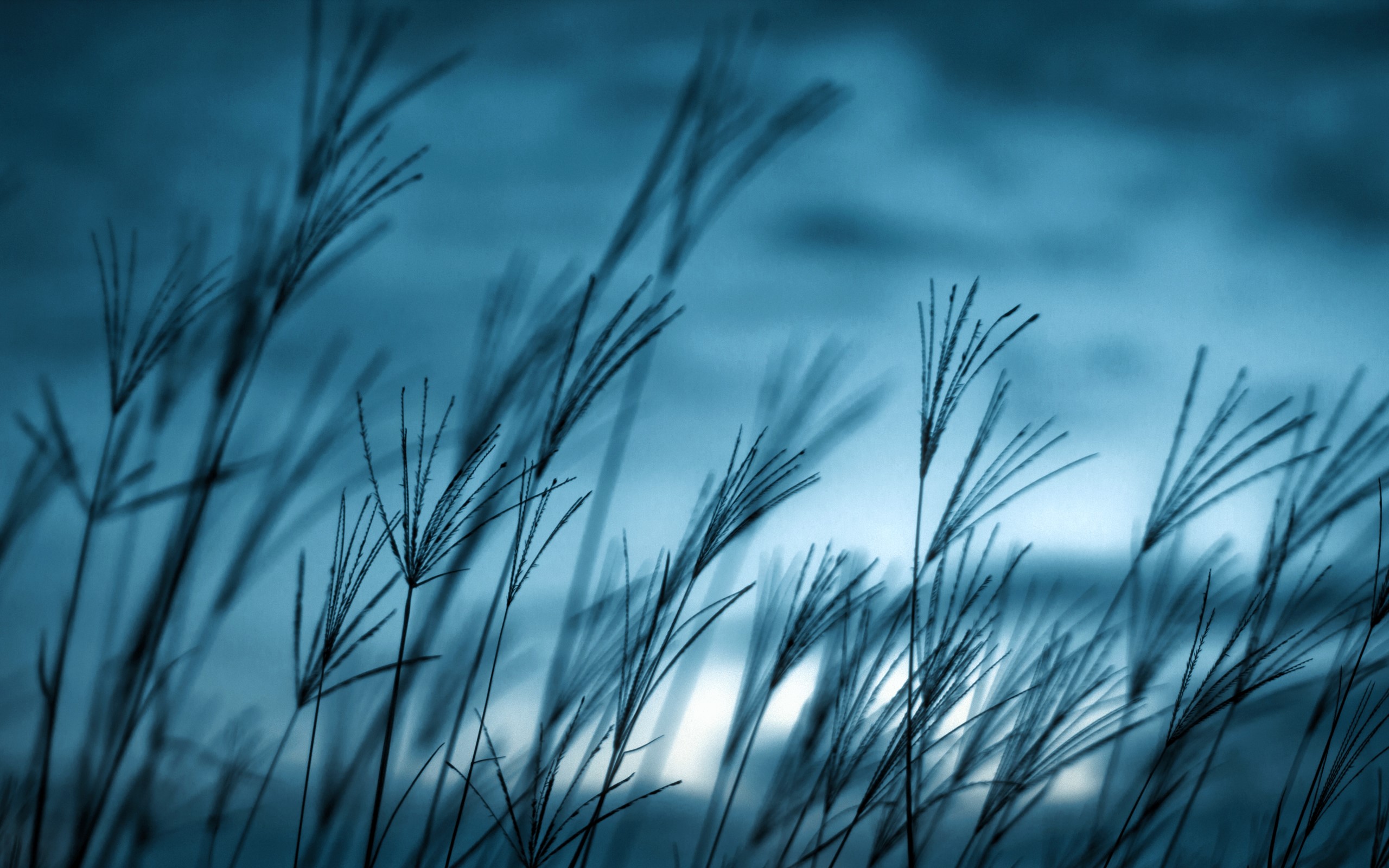 nature, blue, HD Wallpaper