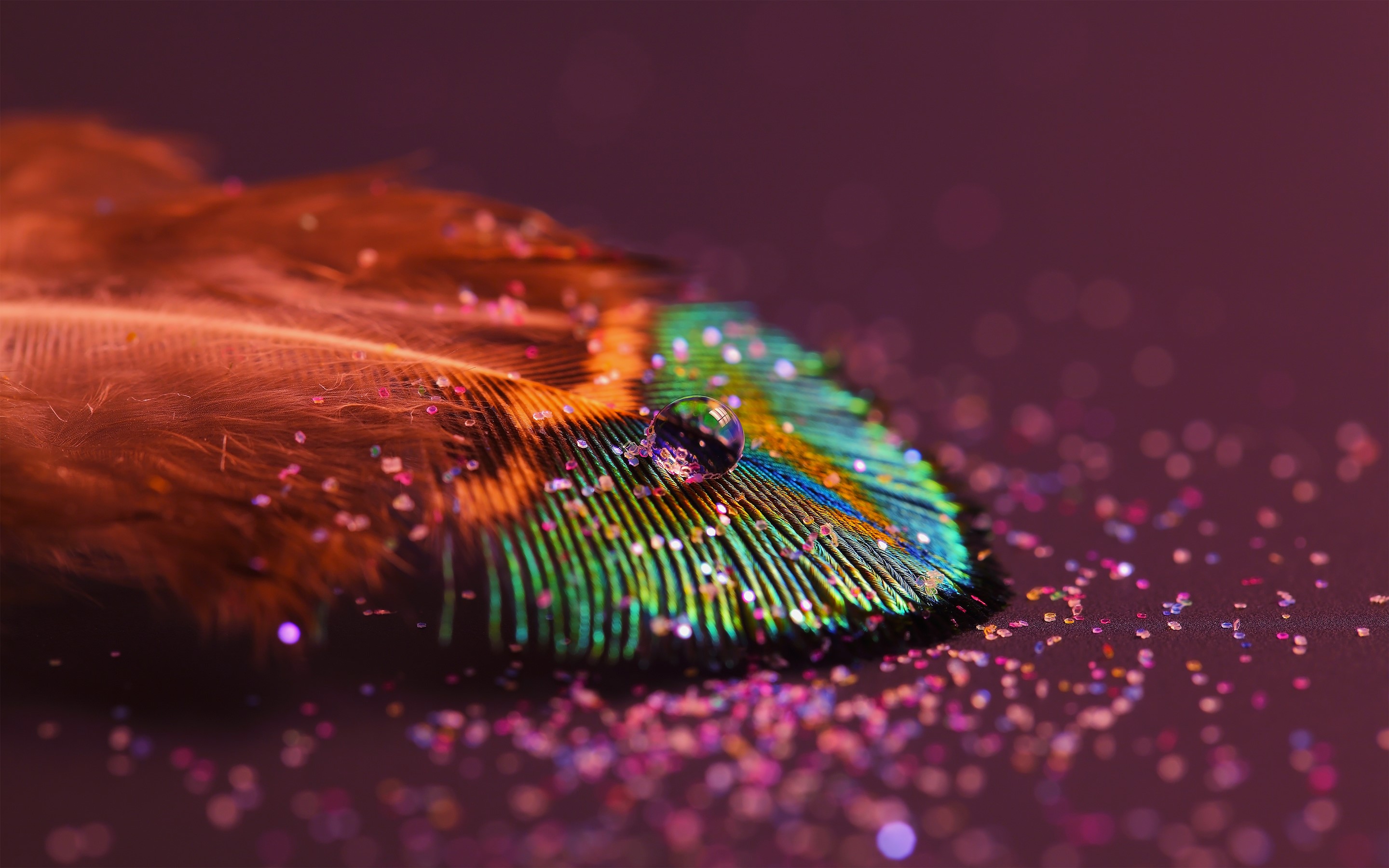 light, feather, nature, HD Wallpaper