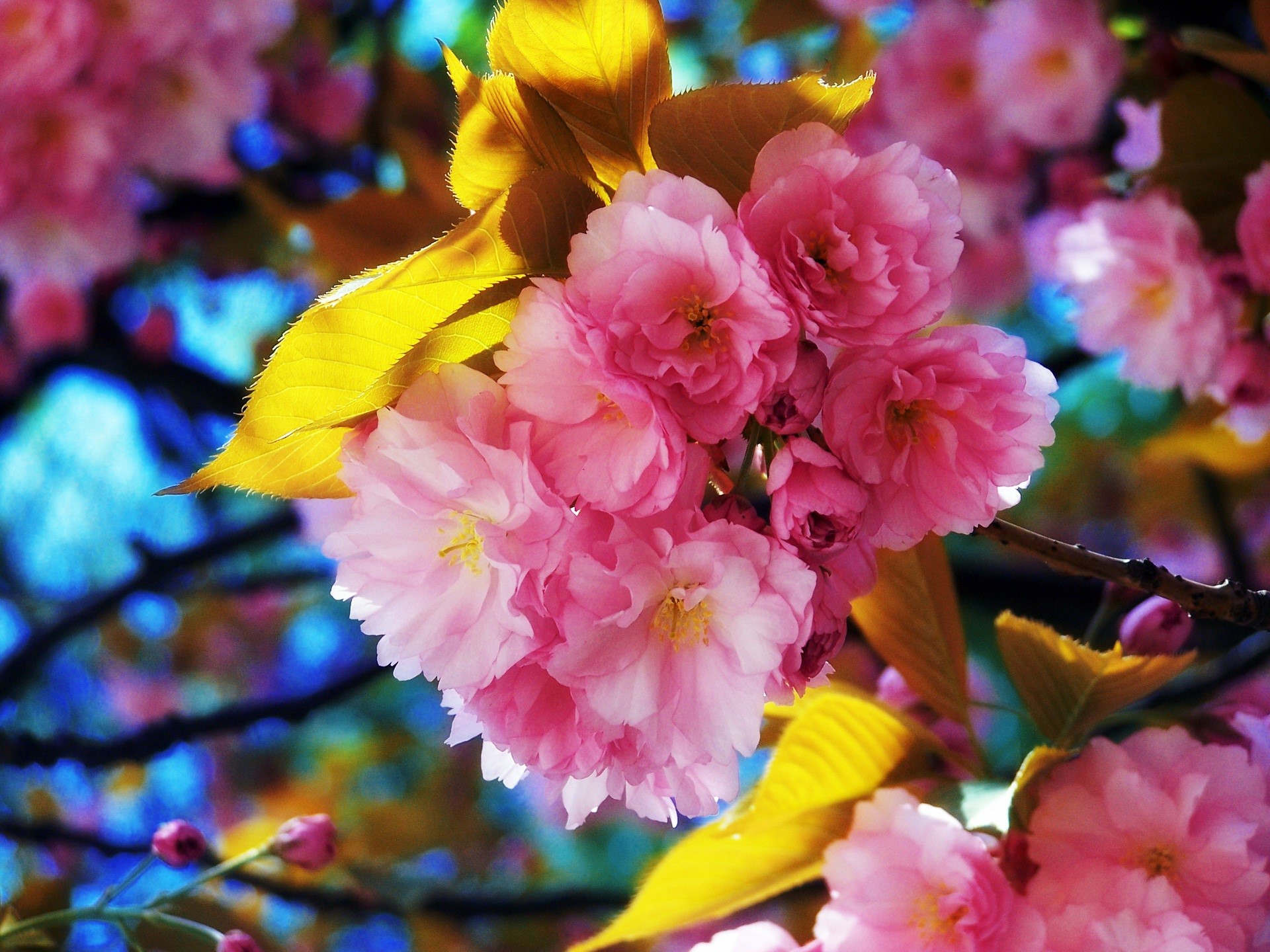 flowers, HD Wallpaper