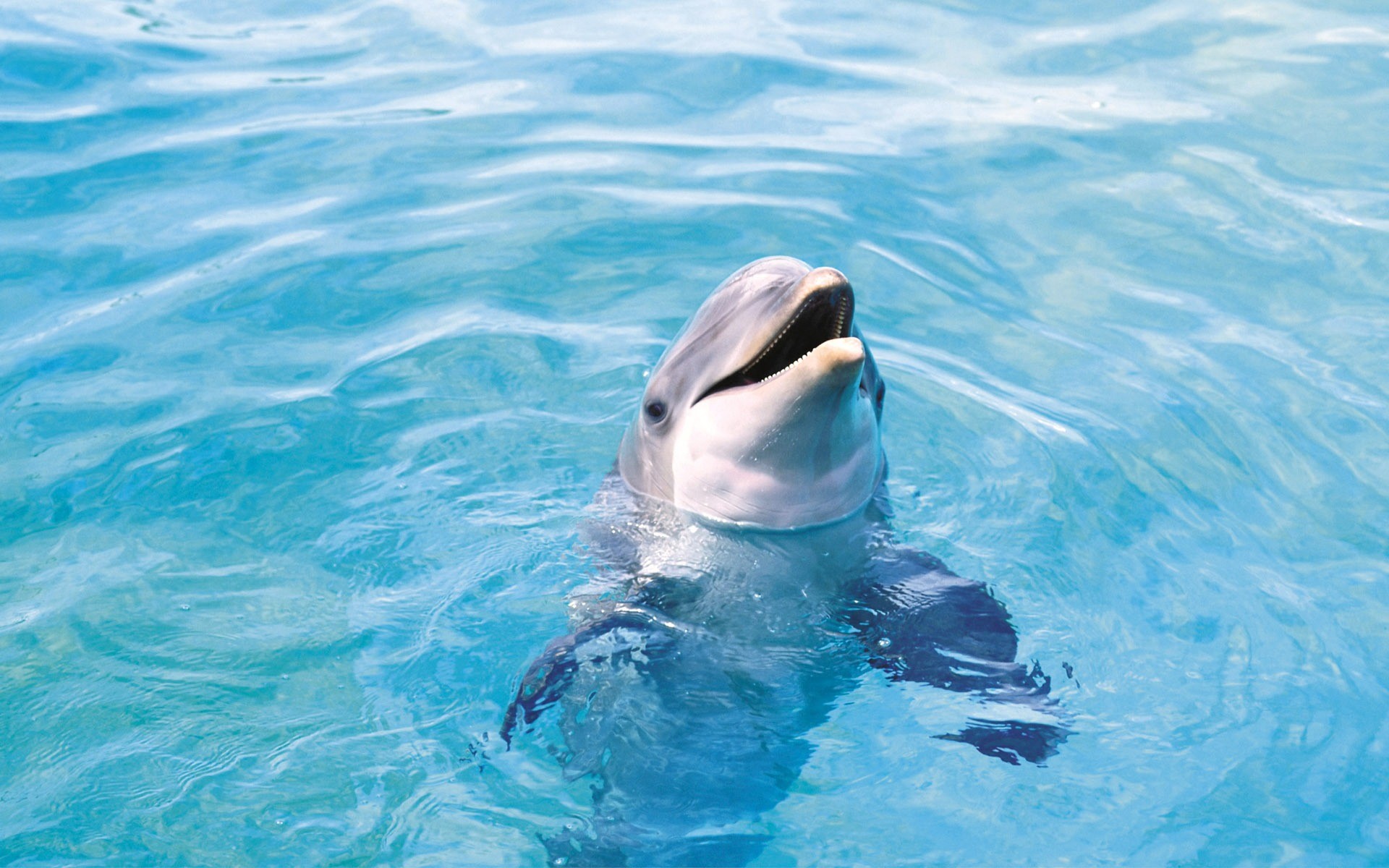 dophin, animals, cute, HD Wallpaper