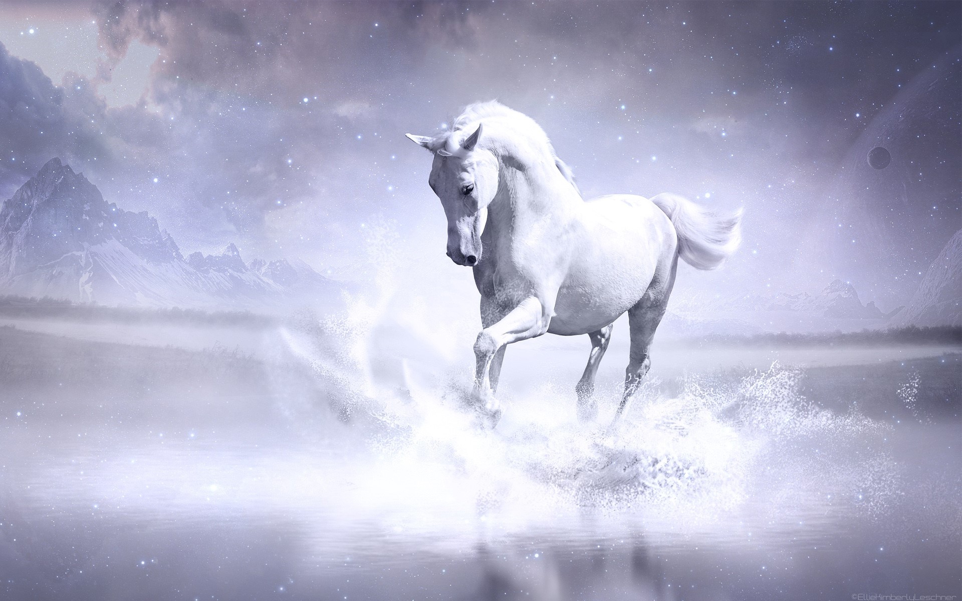 white, horse, animals, HD Wallpaper