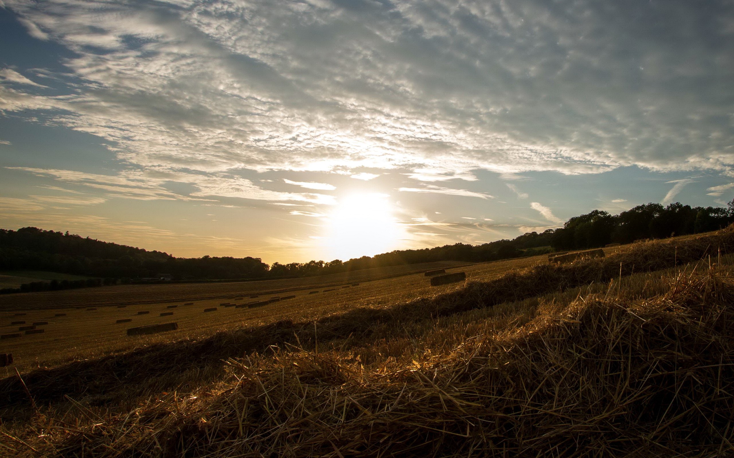 grass, trees, sunlight, nature, HD Wallpaper