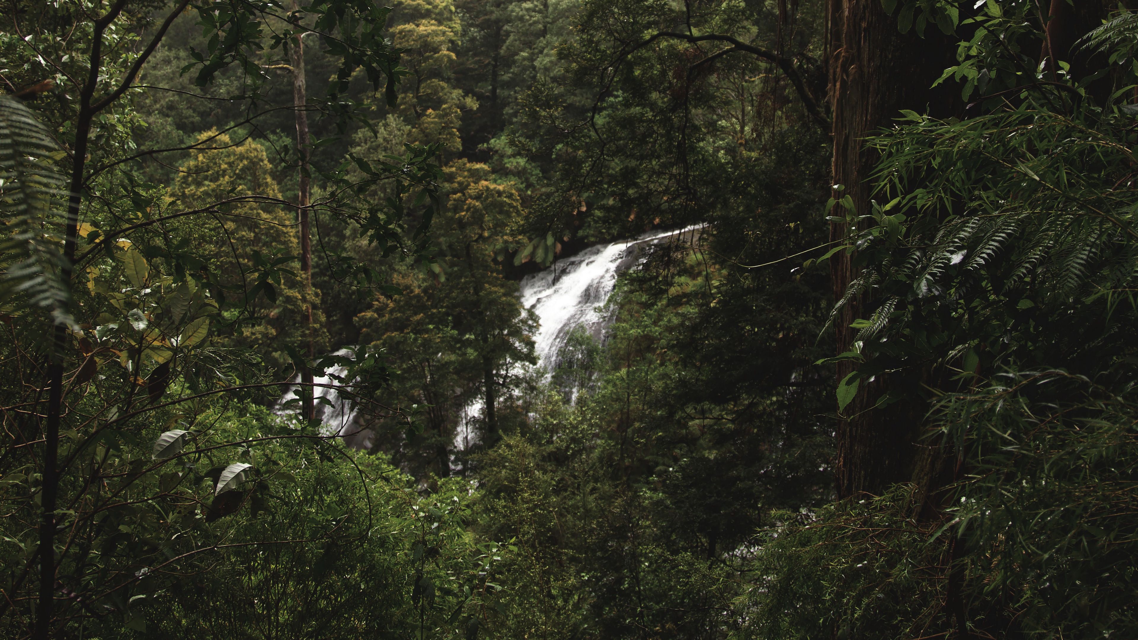 forest, jungle, waterfall, trees, bushes, 4k, HD Wallpaper