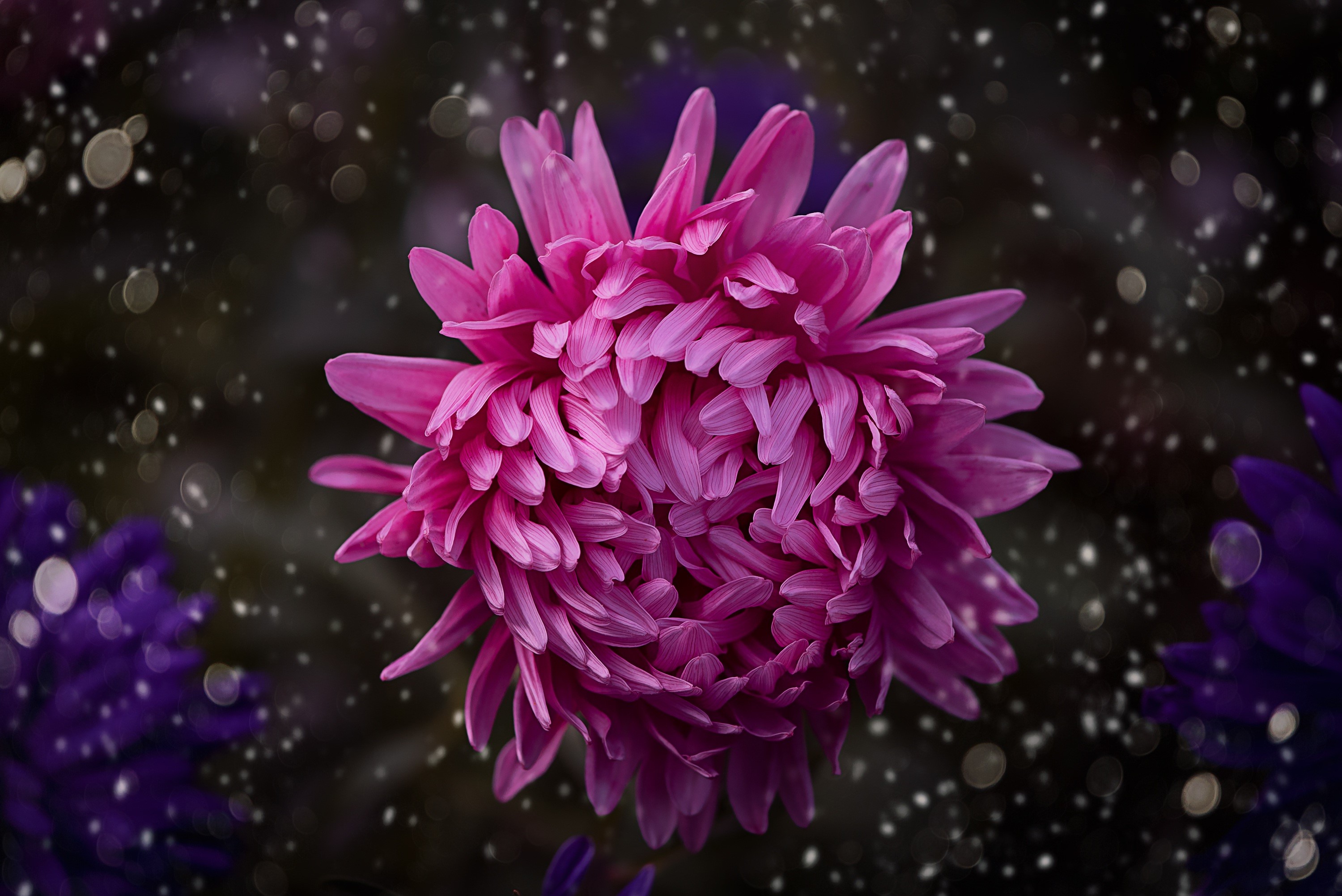 flowers, hd, pink, HD Wallpaper