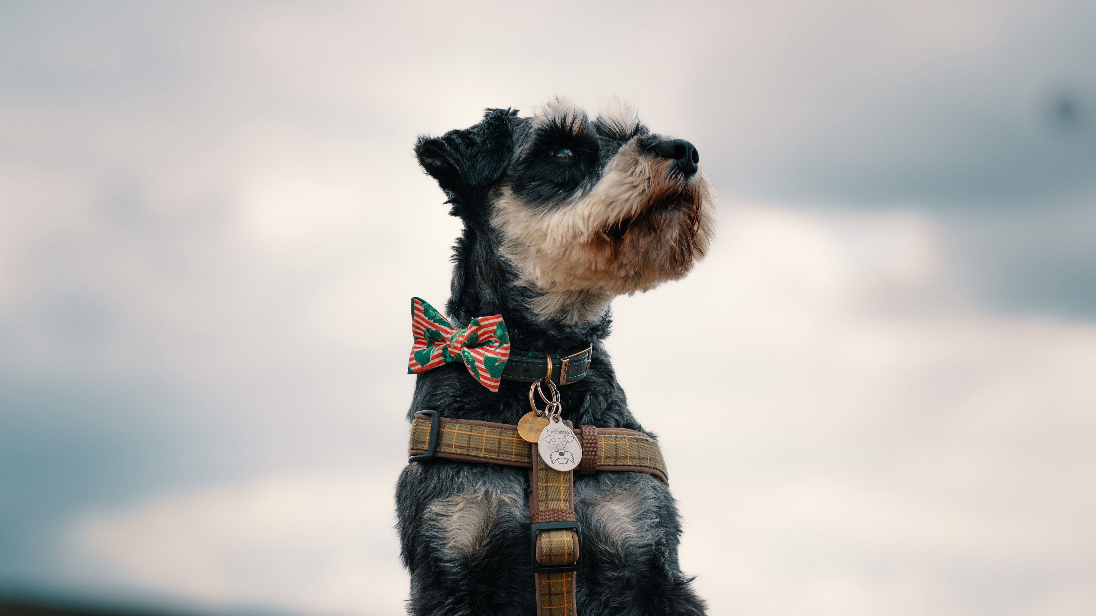 schnauzer, dog, face, focus, 4k, HD Wallpaper
