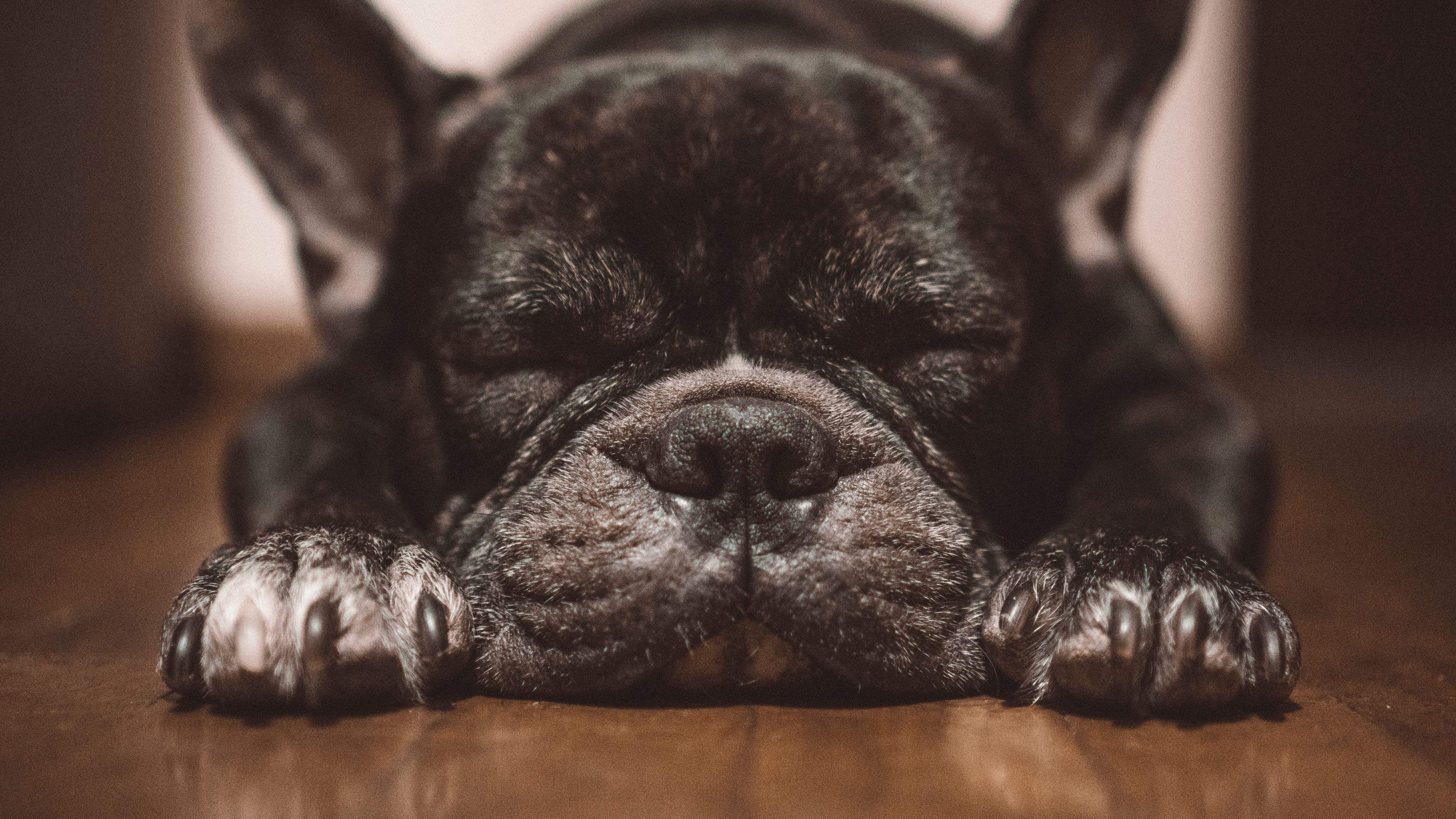 french bulldog, dog, black, sleep, cute, 4k, HD Wallpaper