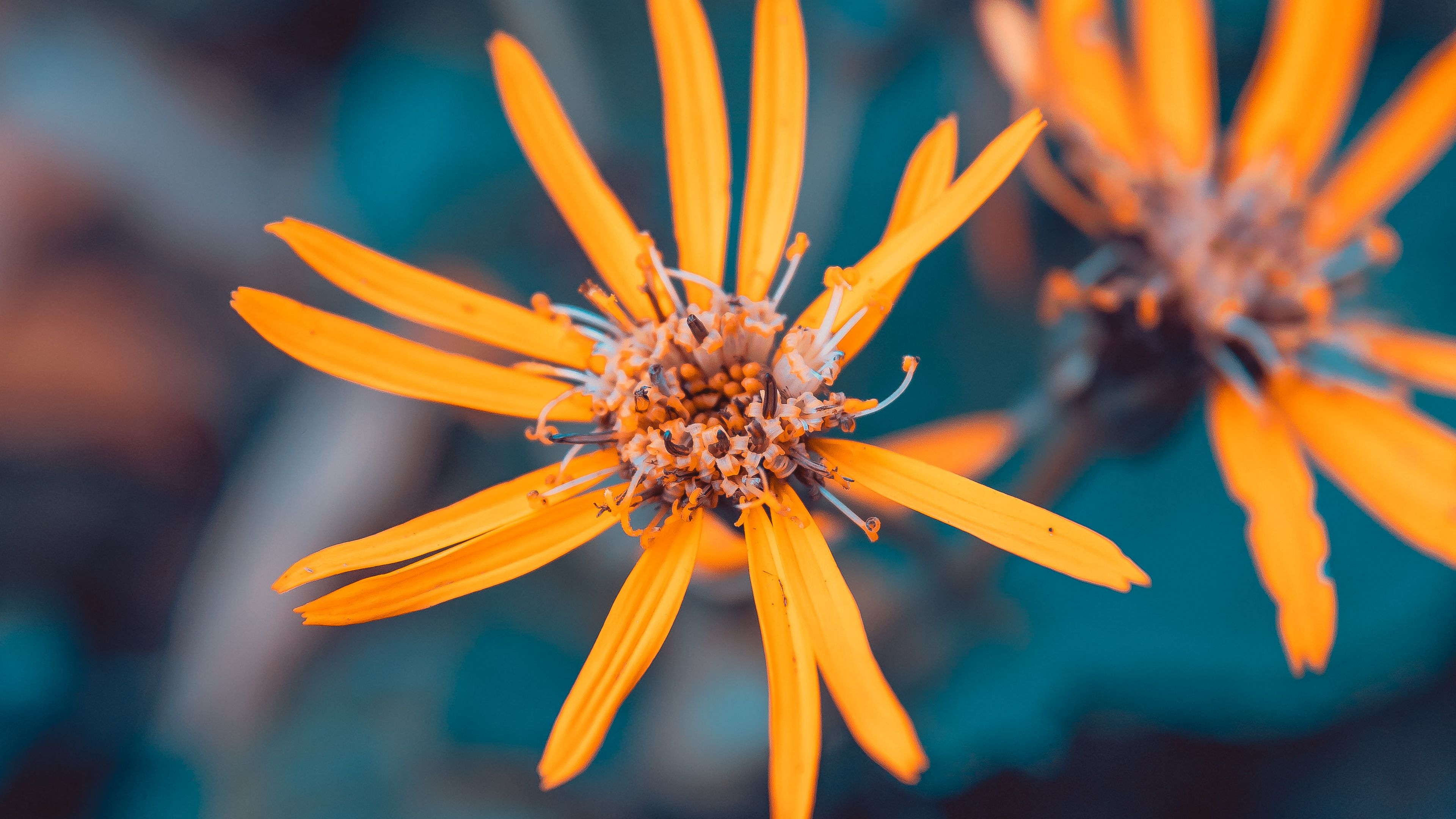 flowers, yellow, macro, petals, plant, 4k, HD Wallpaper