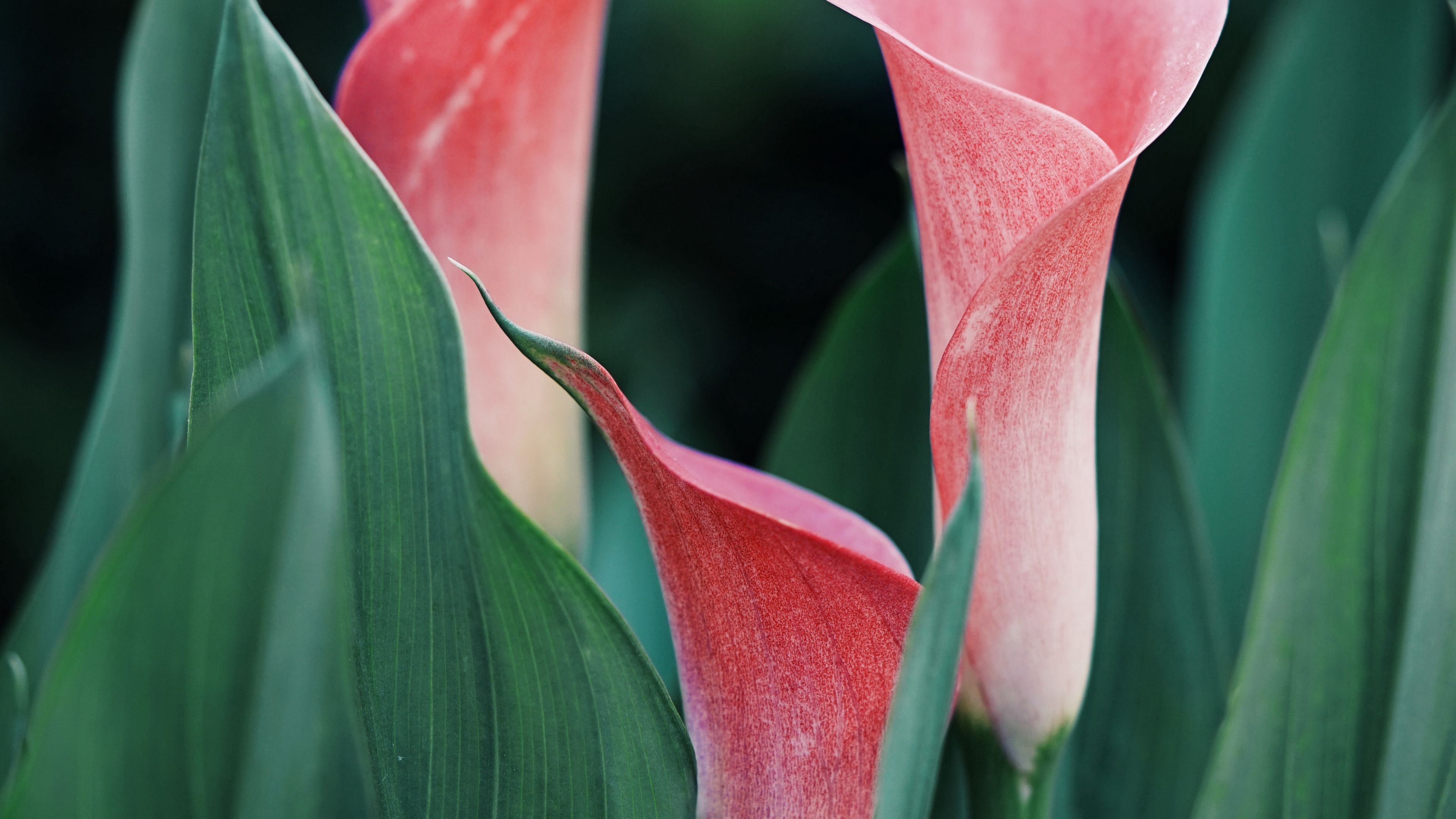 calla lilies, flowers, pink, close up, plant, 4k, HD Wallpaper