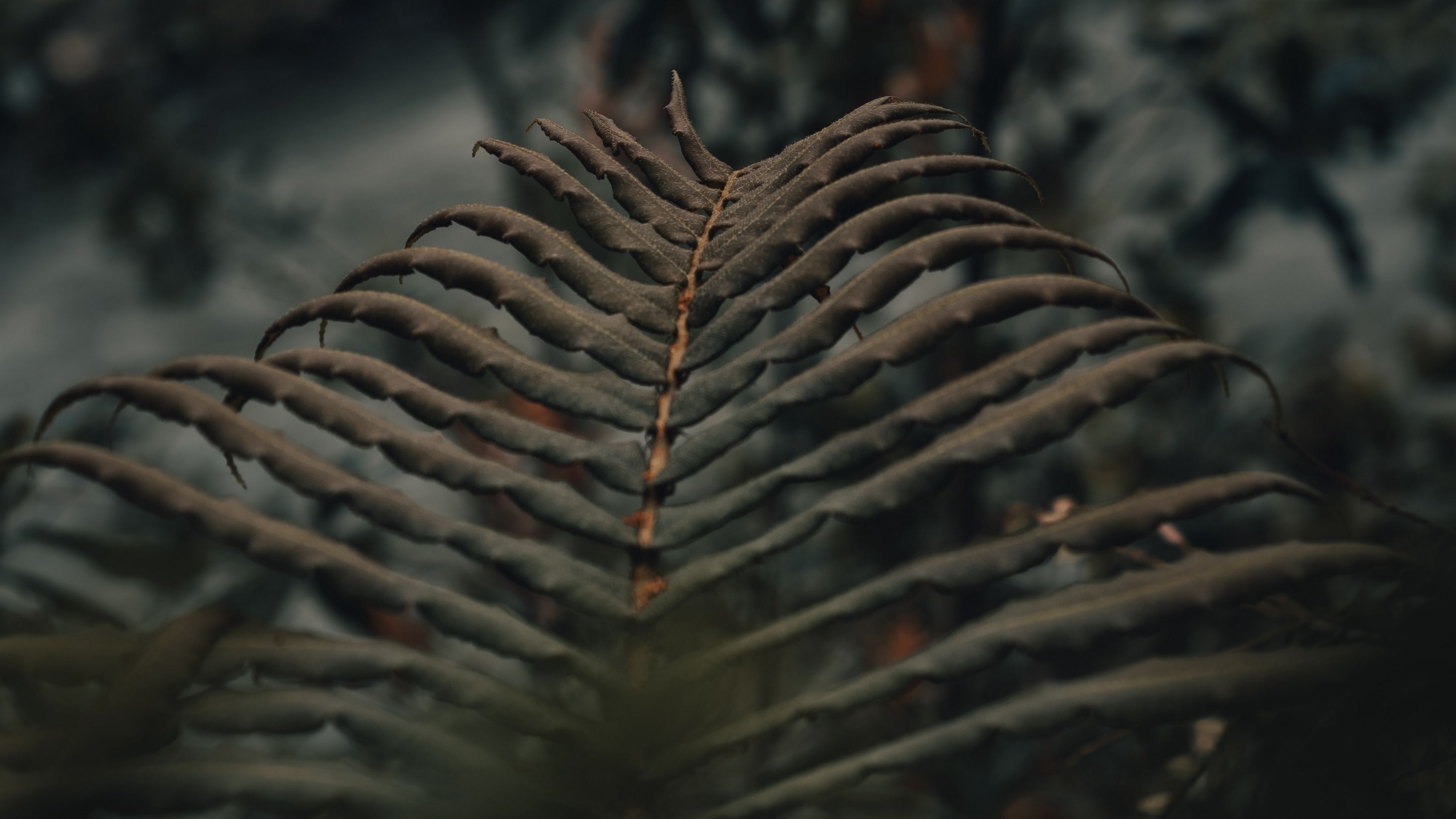 fern, leaves, macro, plant, 4k, HD Wallpaper