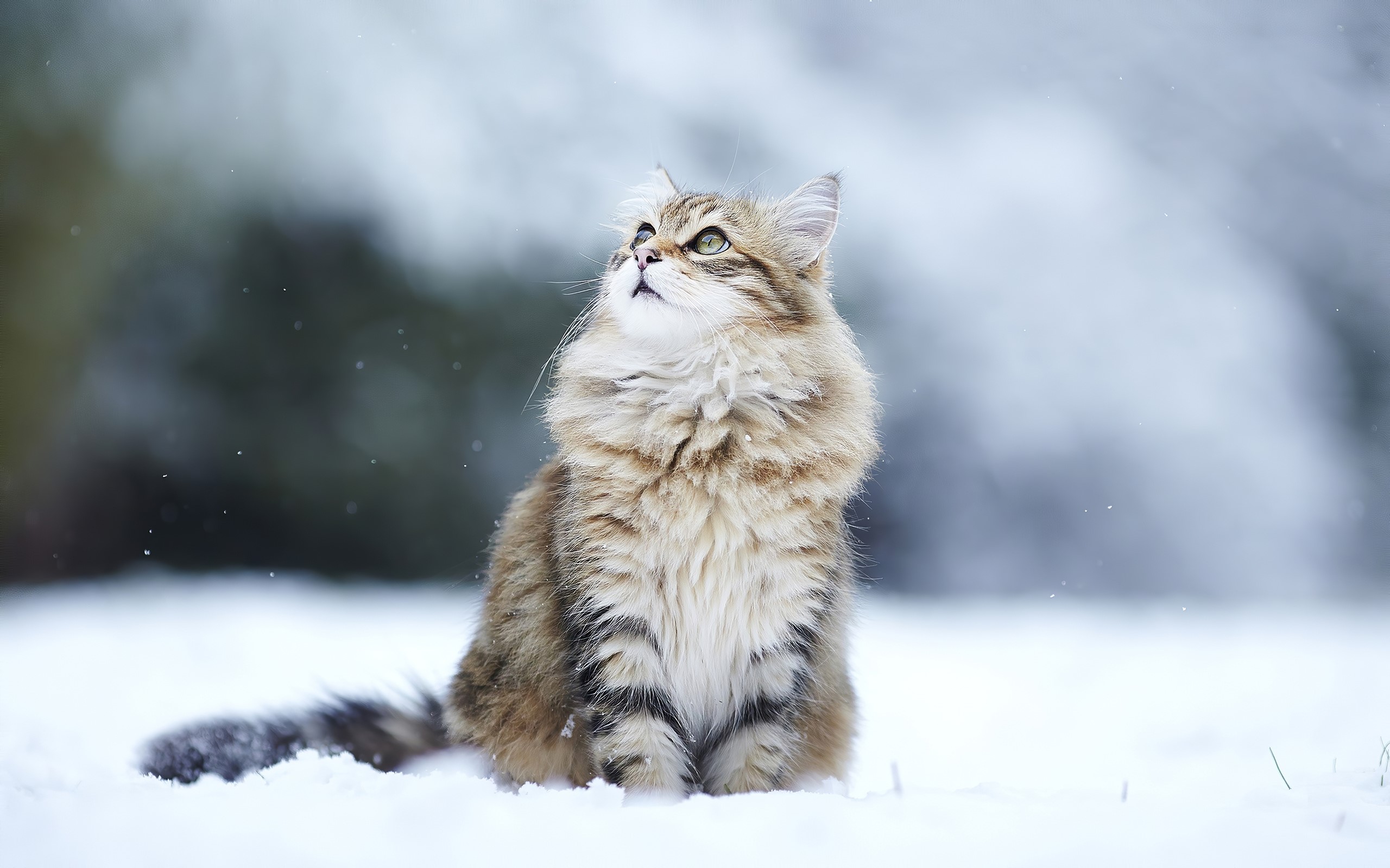 cat, animals, winter, hd, HD Wallpaper