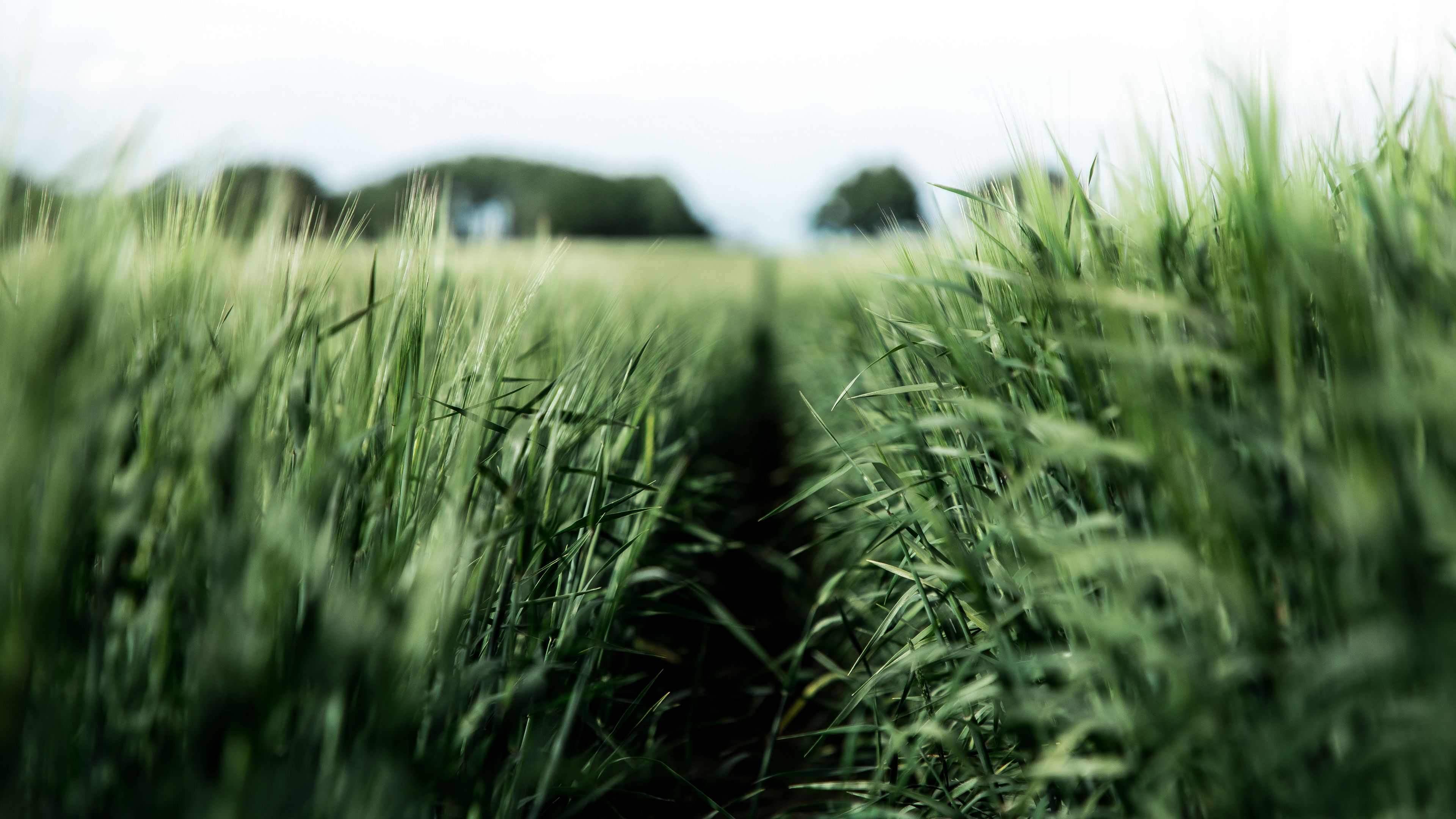 field, rye, green, nature, agriculture, 4k, HD Wallpaper