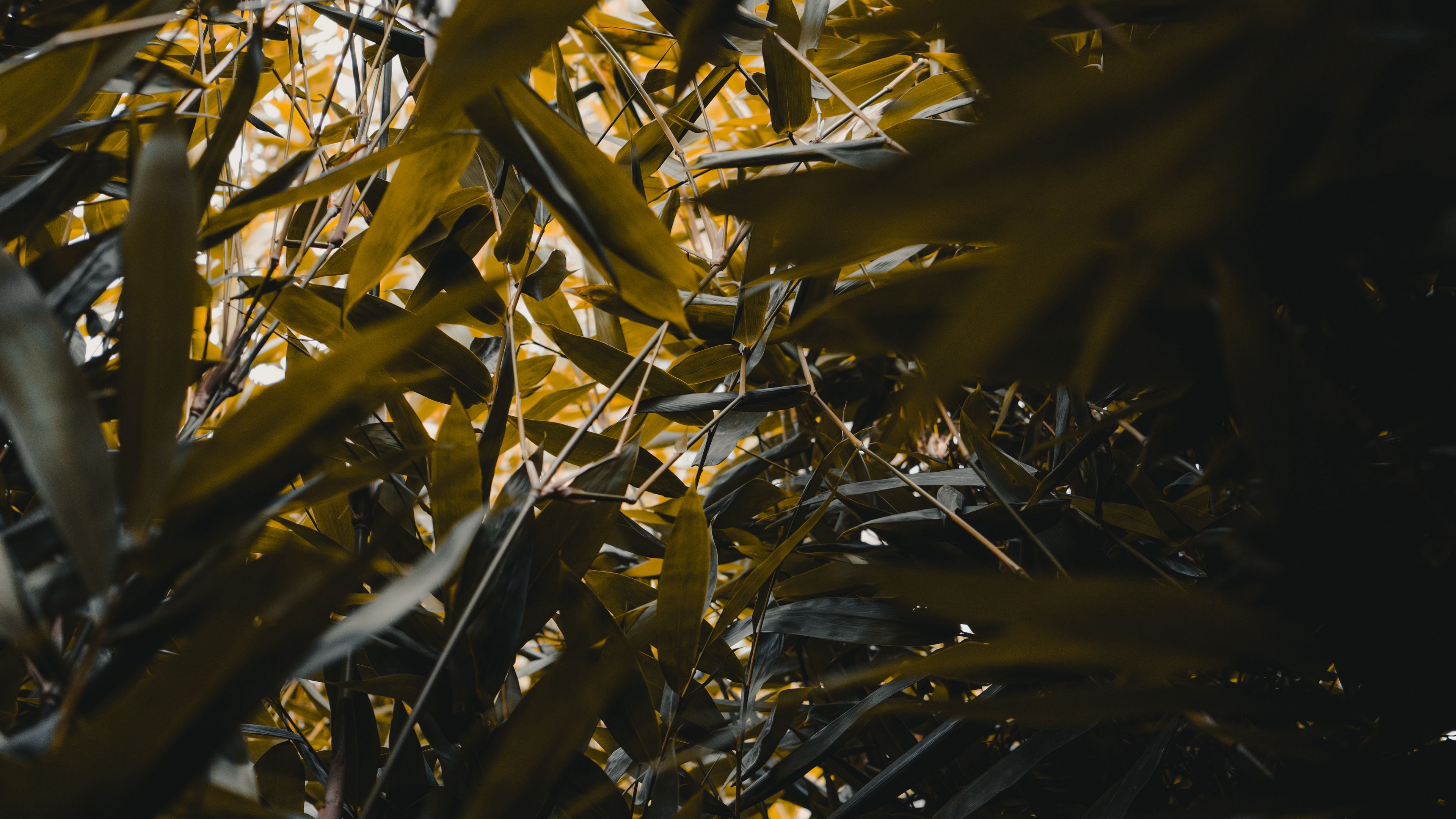 bamboo, leaves, branches, green, plants, 4k, HD Wallpaper