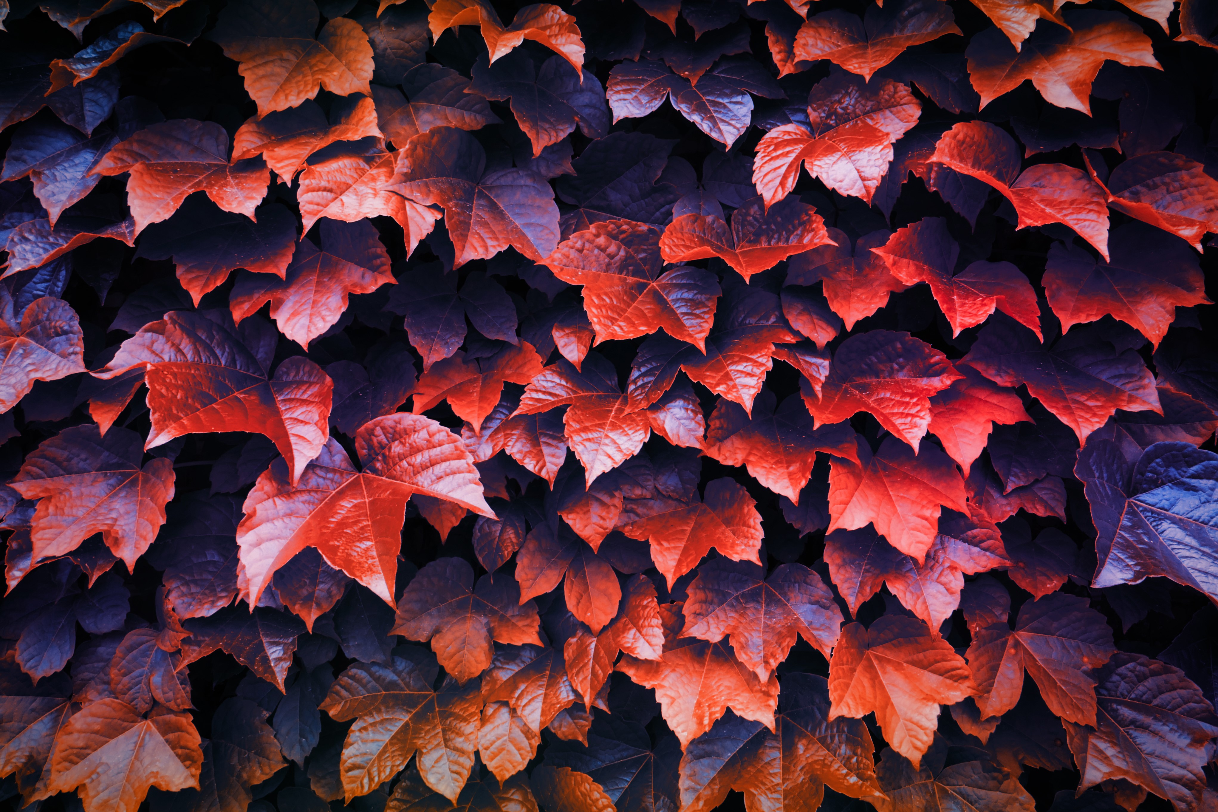 leaves, autumn, nature, hd, 4k, HD Wallpaper