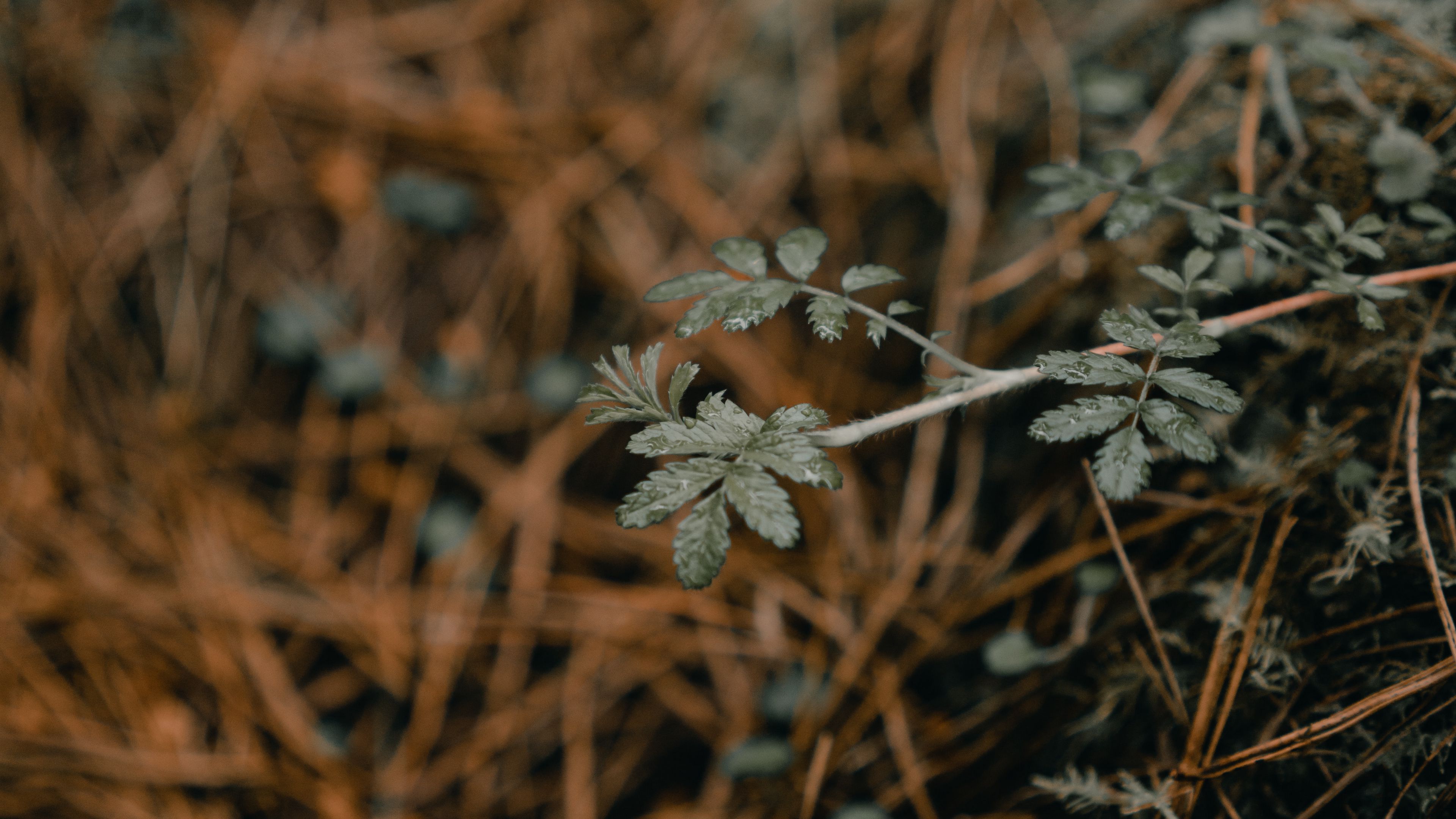 plant, macro, grass, dry, 4k, HD Wallpaper