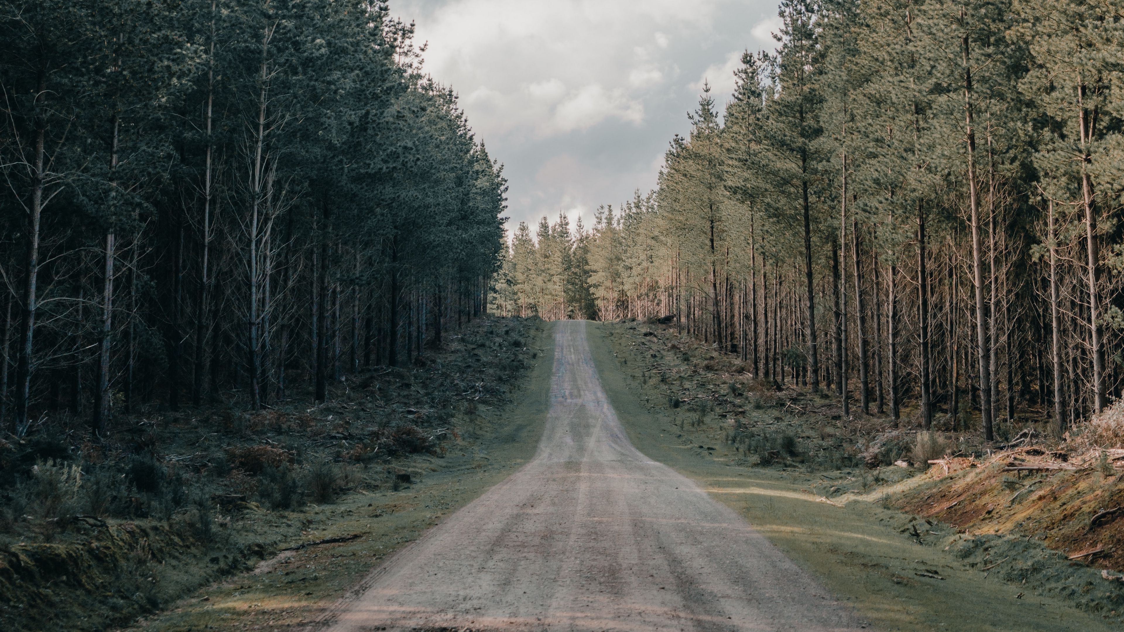 road, forest, conifer, hill, nature, 4k, HD Wallpaper