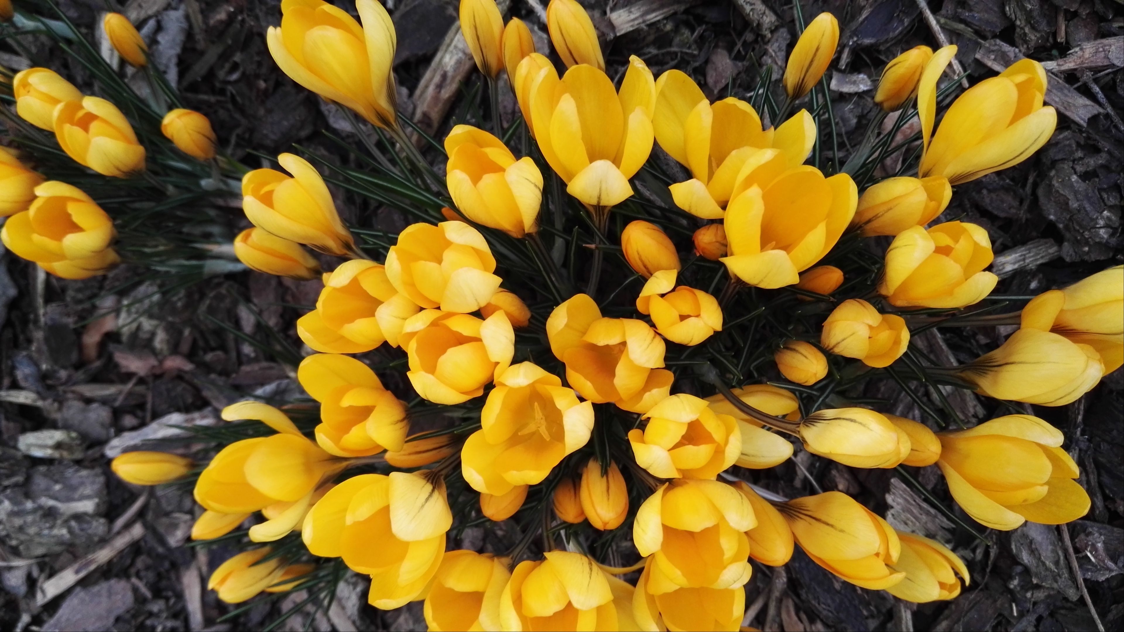 crocuses, yellow, flowers, spring, 4k, HD Wallpaper