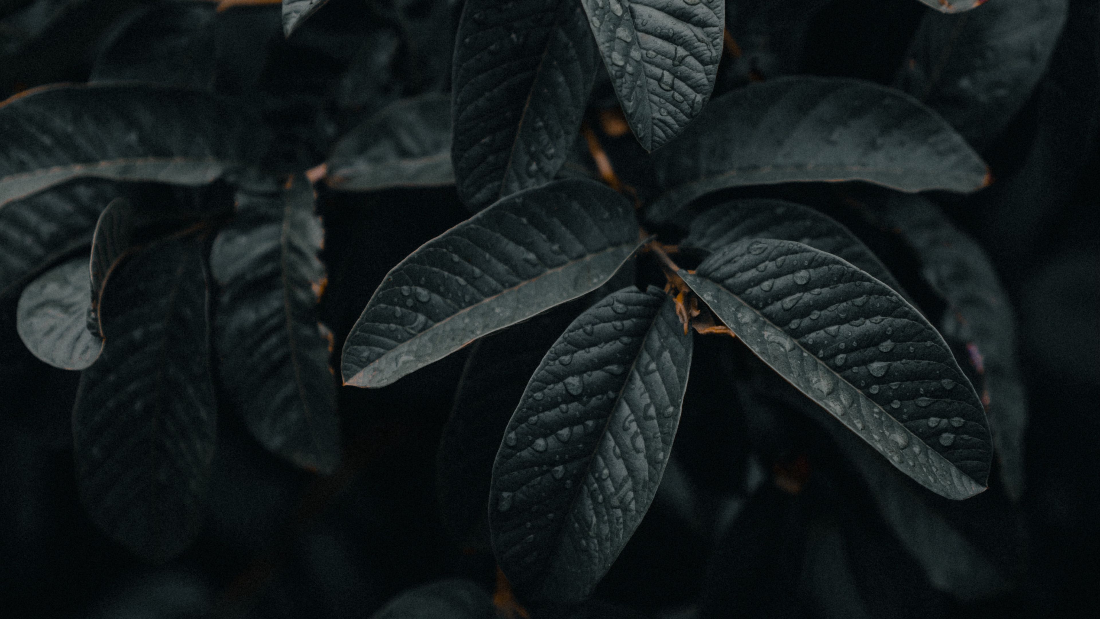 leaves, wet, macro, branches, plant, 4k, HD Wallpaper