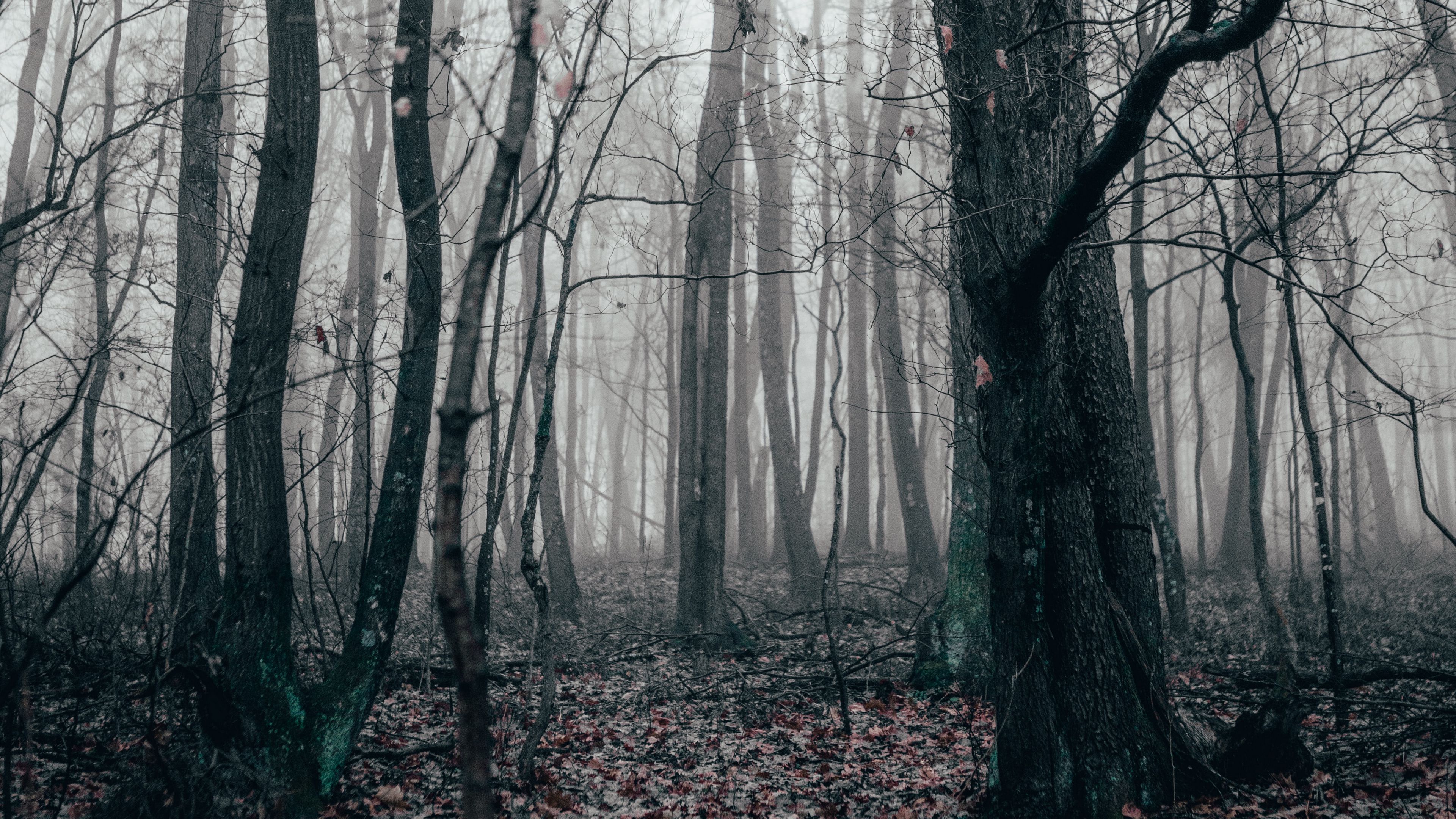 forest, fog, autumn, trees, 4k, HD Wallpaper