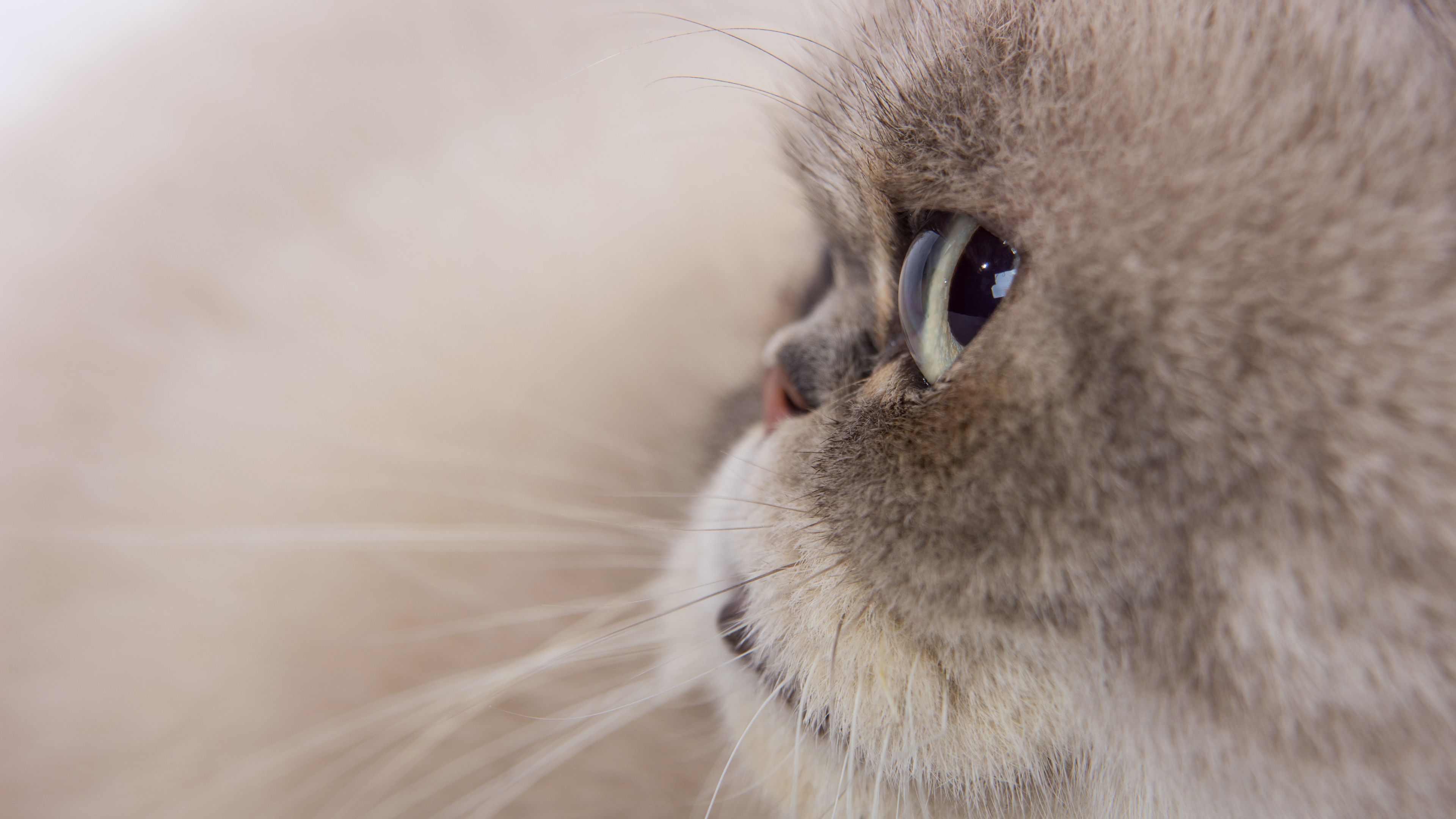 cat, glance, gray, fluffy, pet, 4k, HD Wallpaper