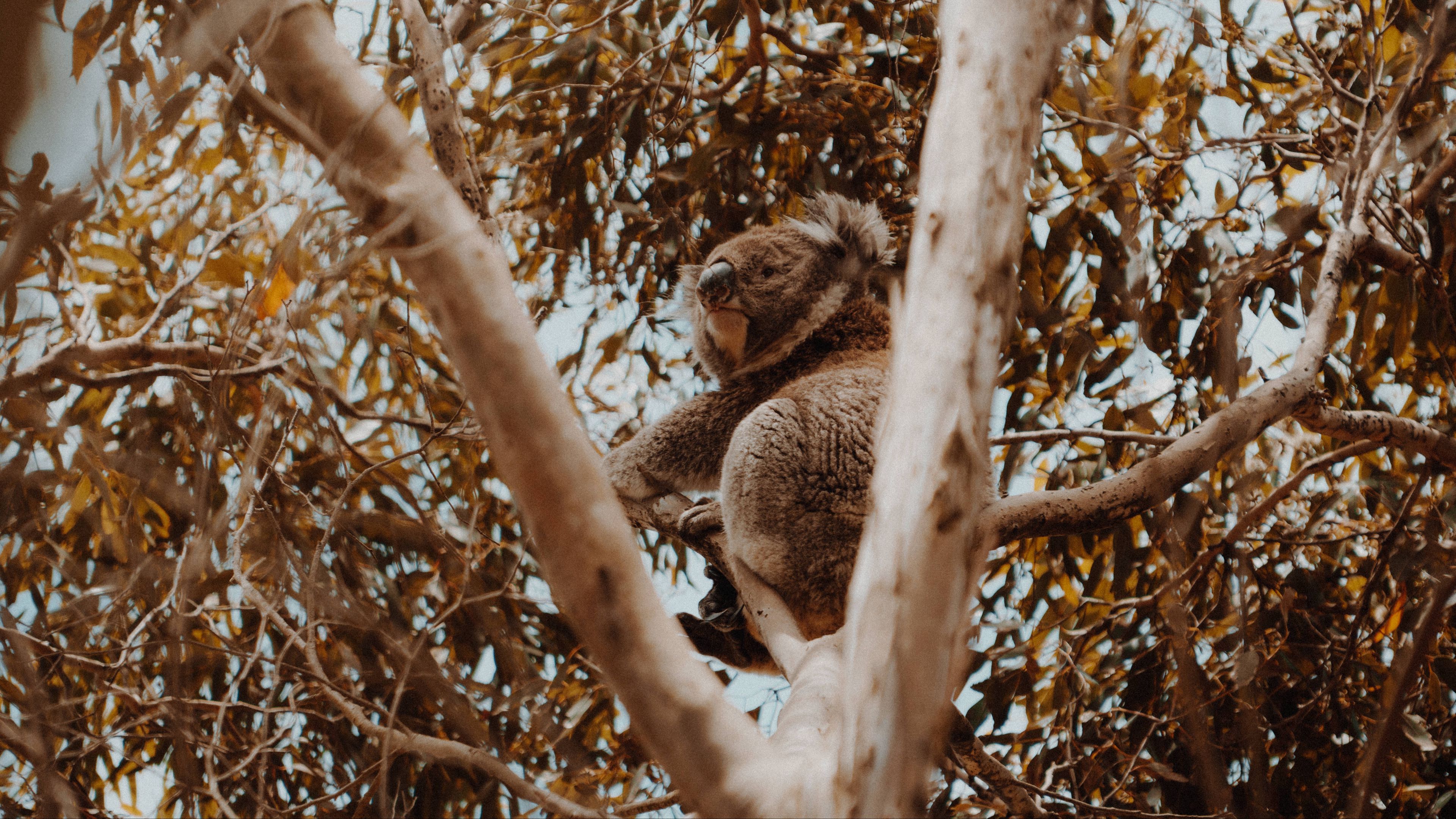 koala, tree, animal, exotic, wildlife, 4k, HD Wallpaper