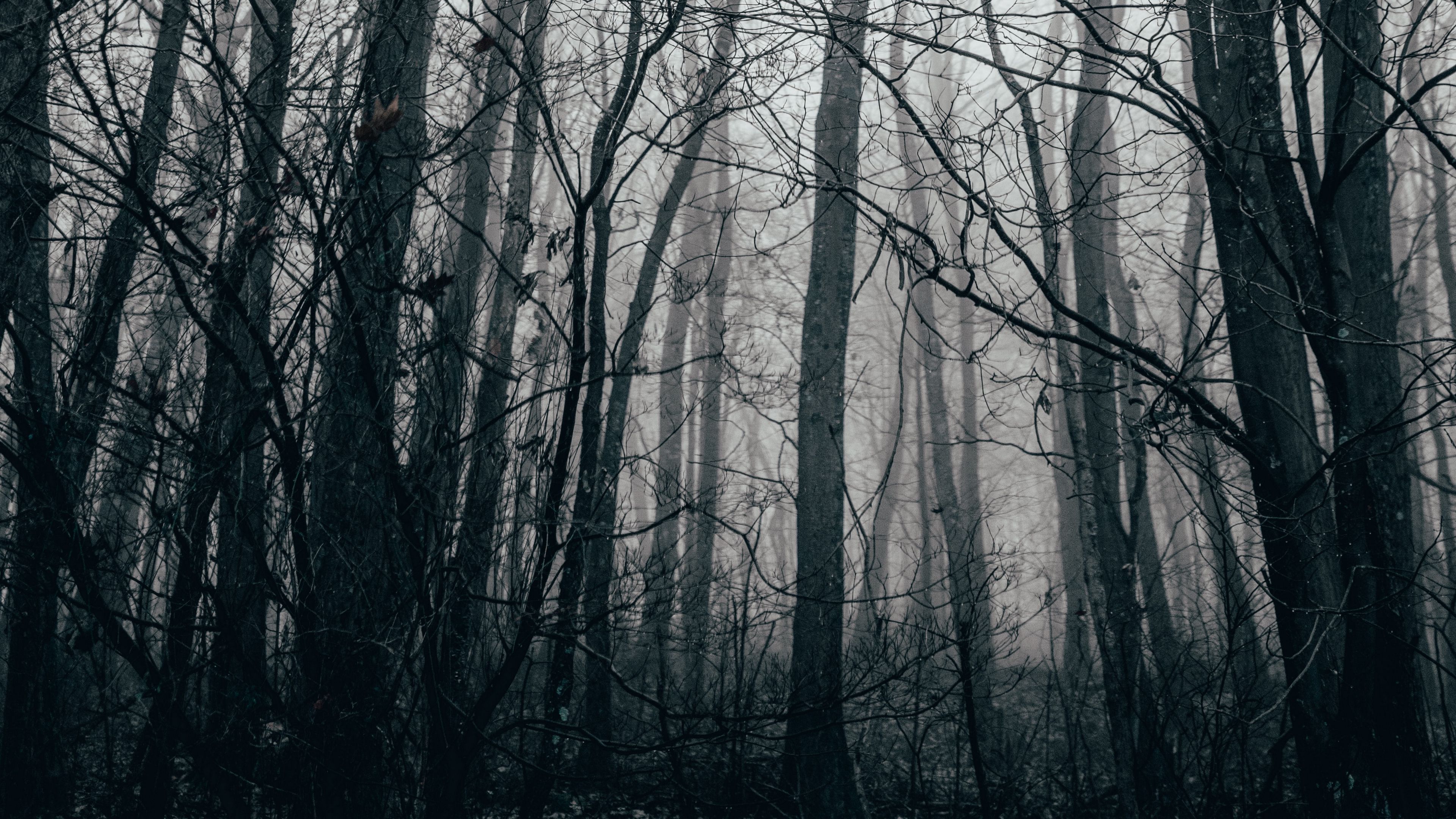 trees, fog, forest, autumn, 4k, HD Wallpaper