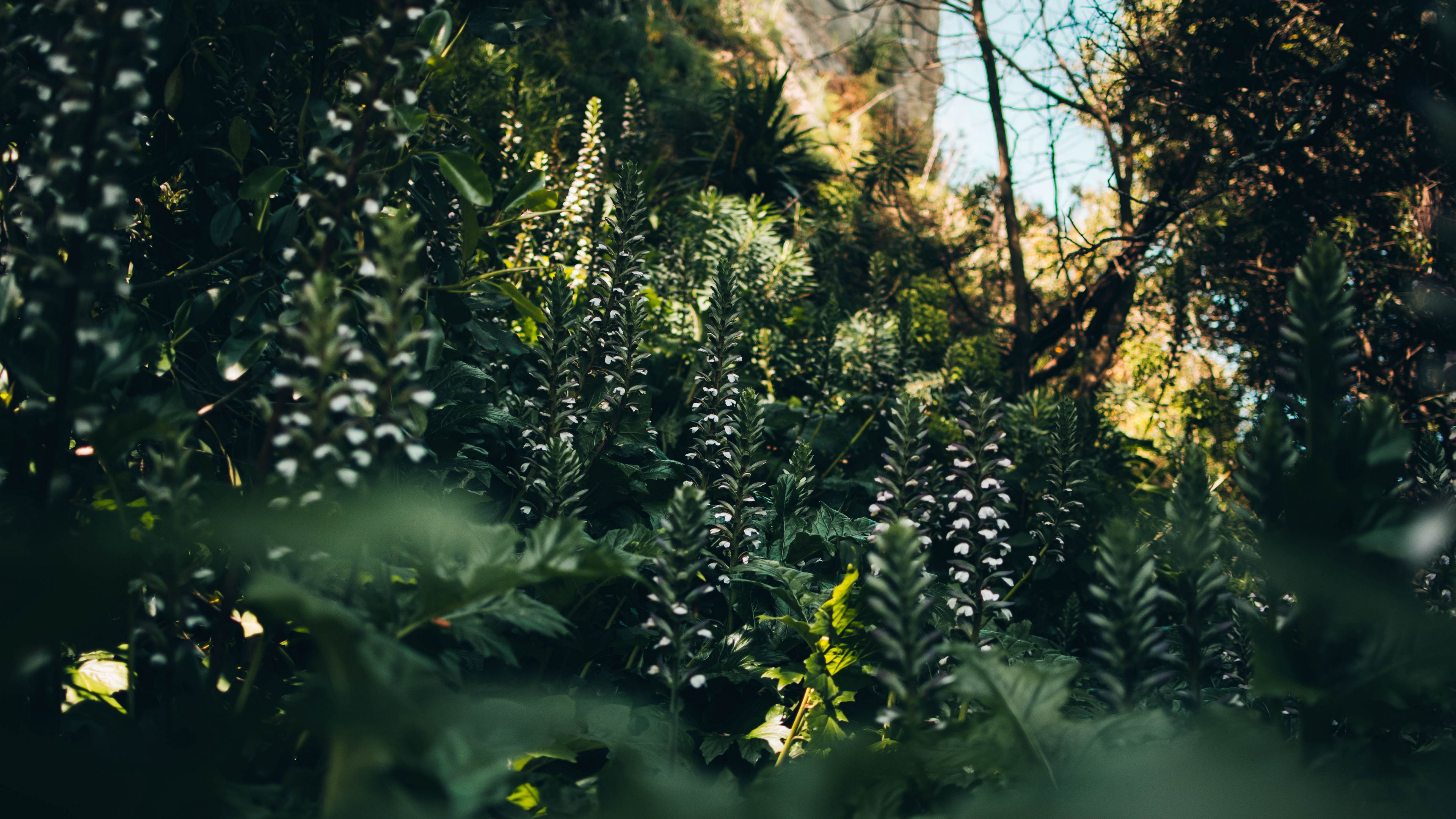 flowers, plants, wild, vegetation, nature, 4k, HD Wallpaper