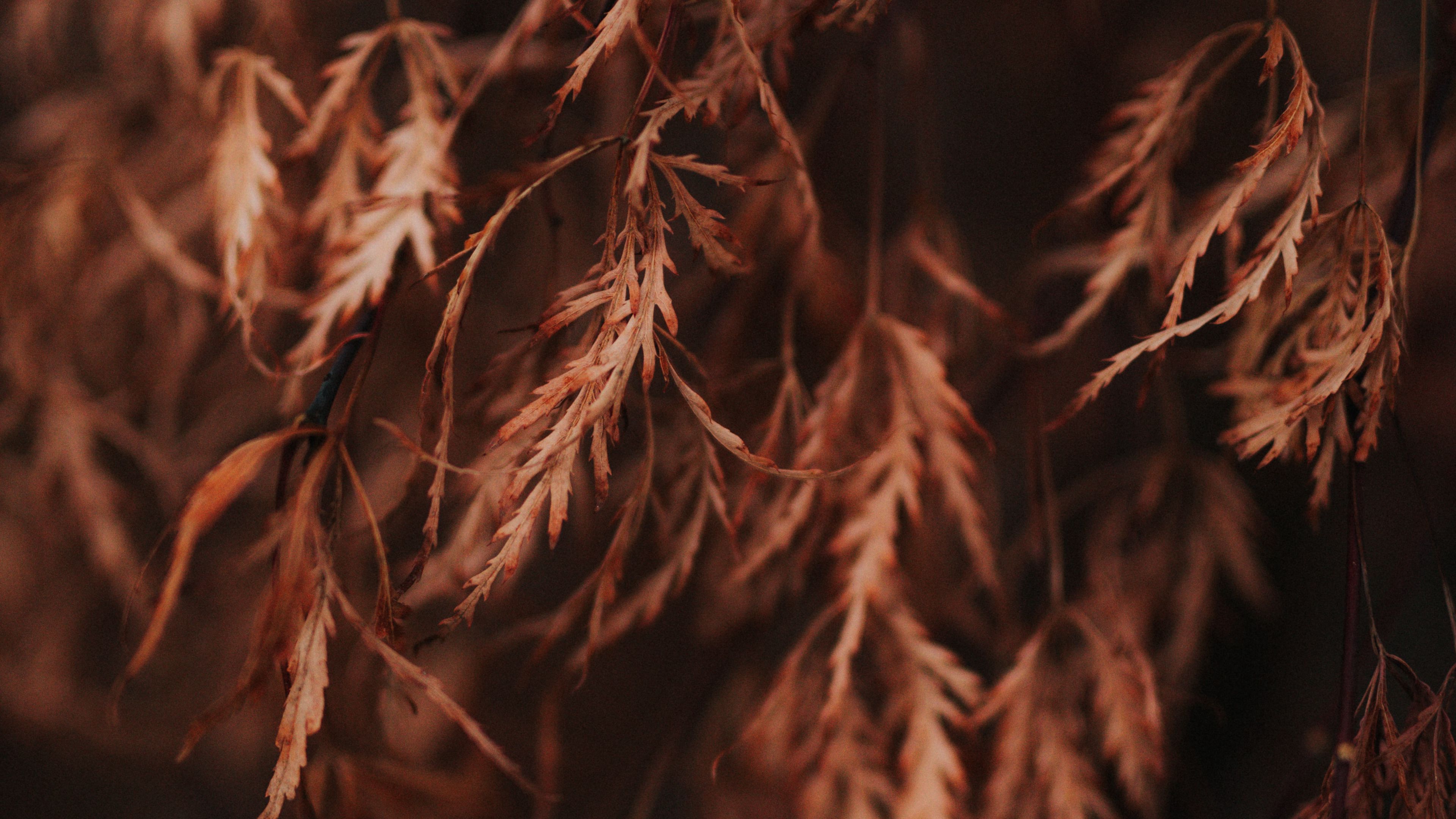 branch, leaves, dry, macro, brown, 4k, HD Wallpaper