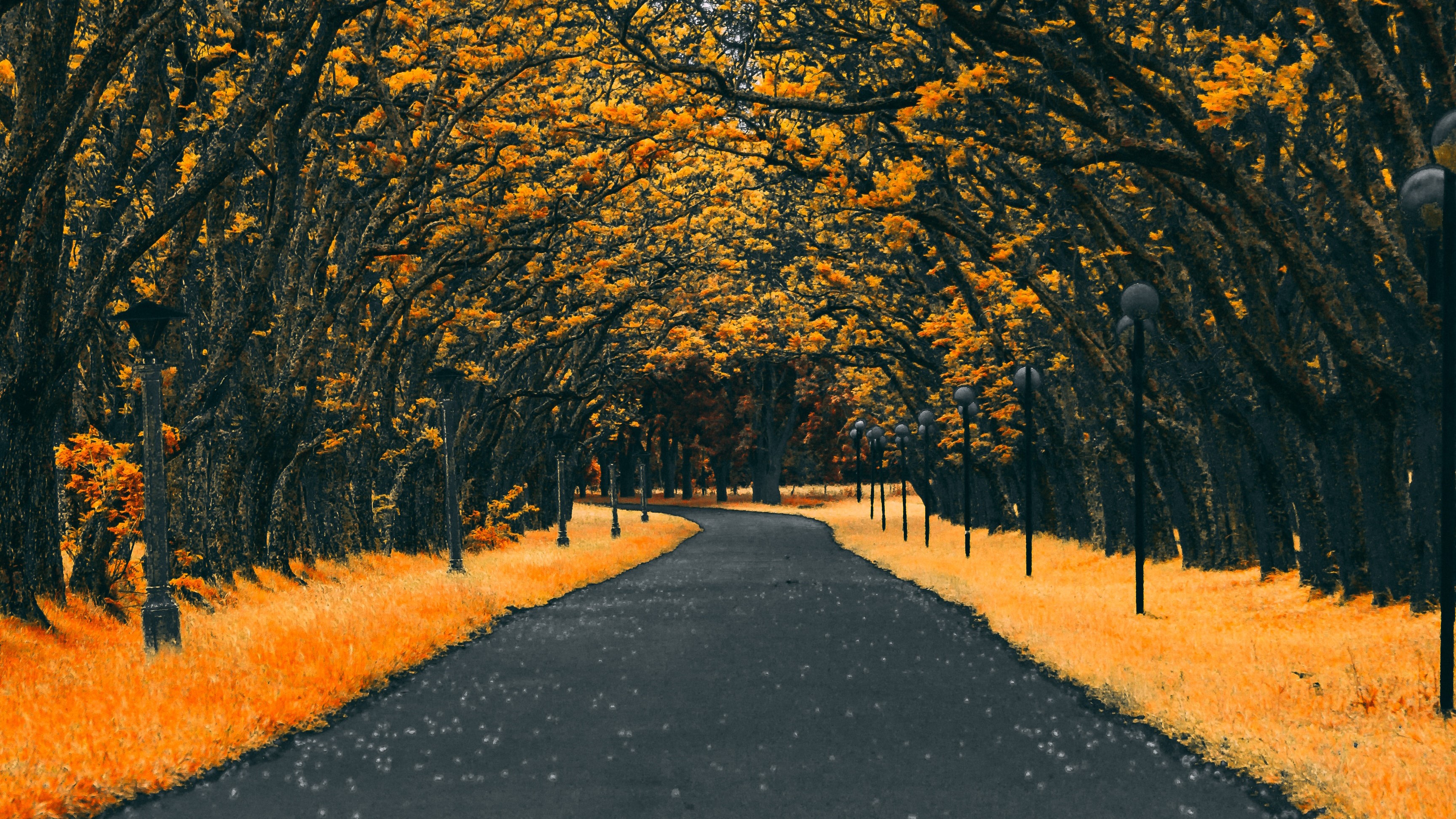 autumn, nature, hd, 4k, road, HD Wallpaper