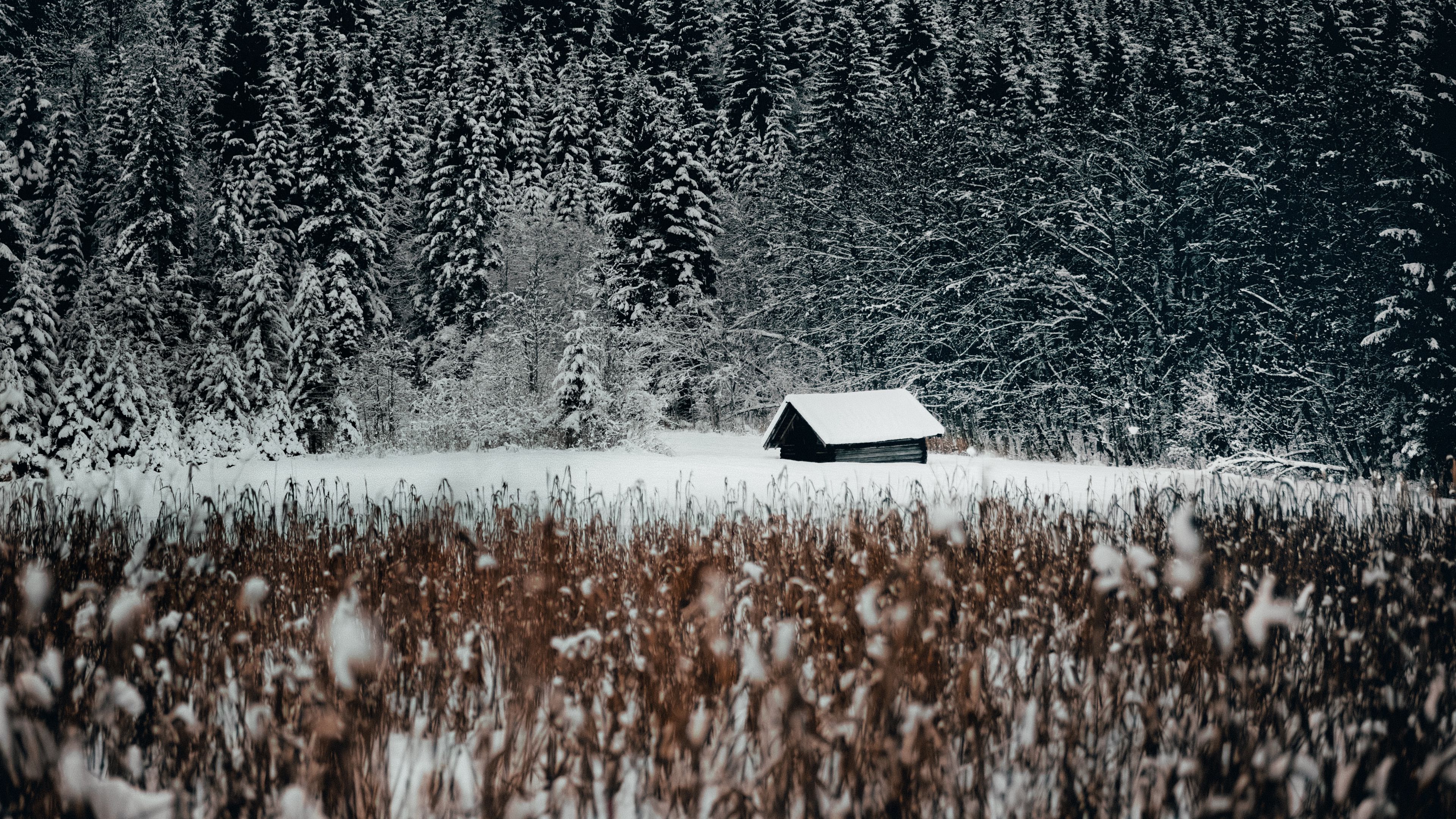 house, forest, snow, edge, winter, 4k, HD Wallpaper