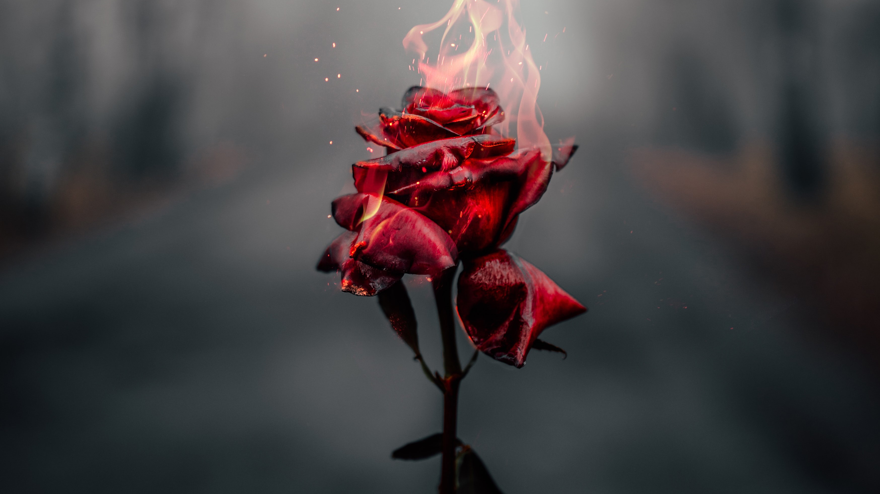 rose, photography, hd, 4k, HD Wallpaper