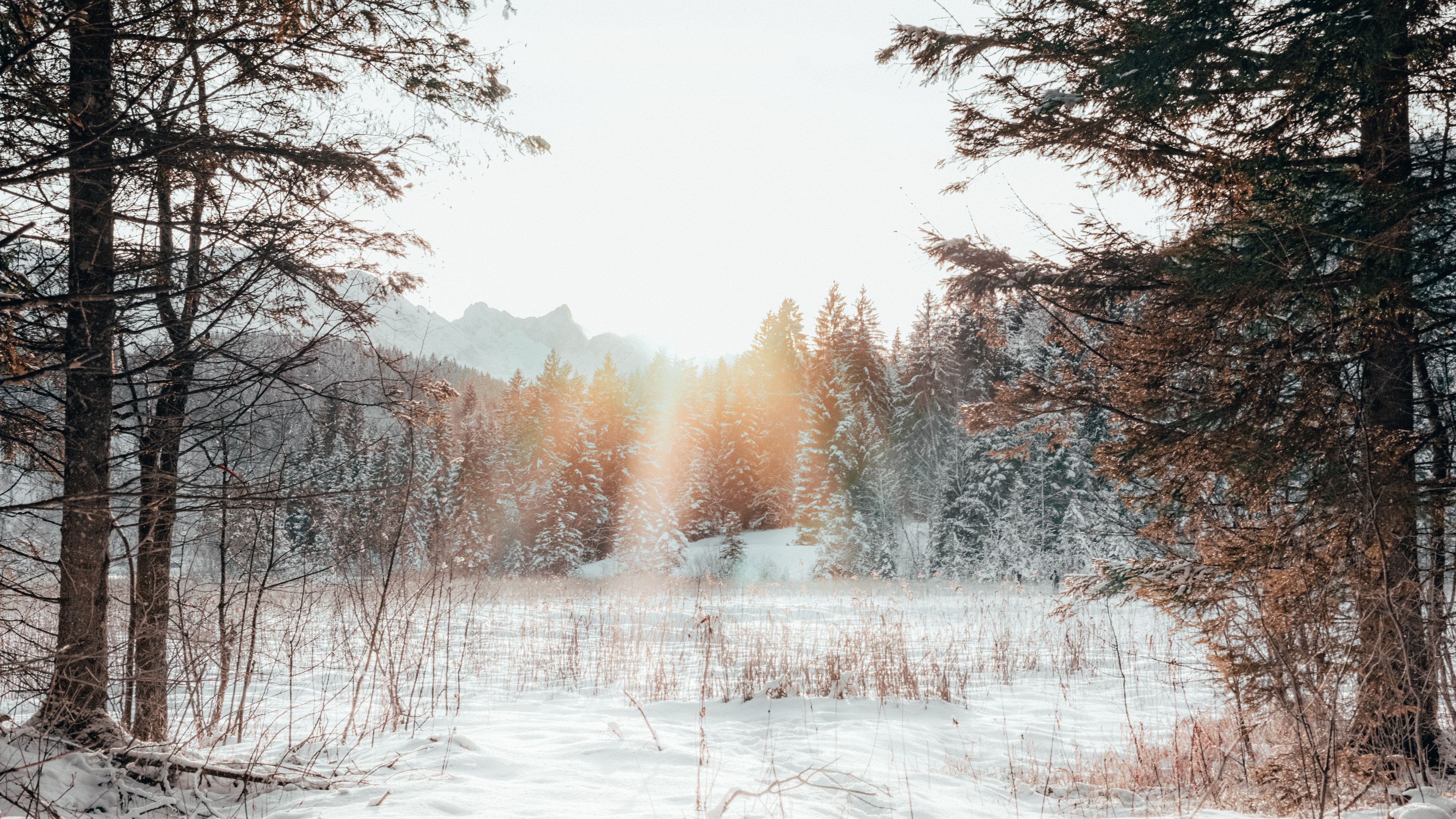 forest, edge, snow, sunlight, winter, landscape, 4k, HD Wallpaper