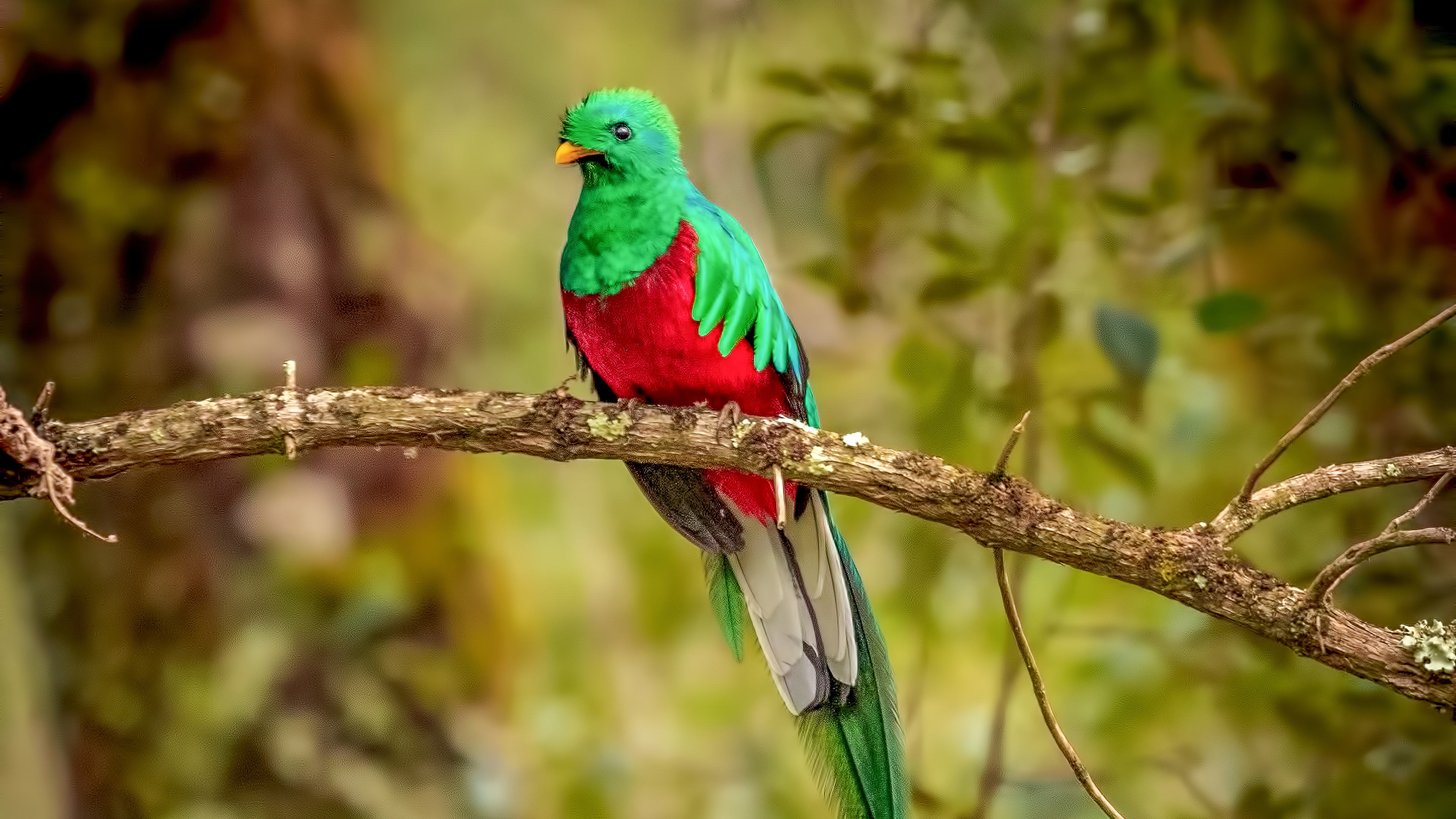 resplendent quetzal, birds, hd, 4k, HD Wallpaper