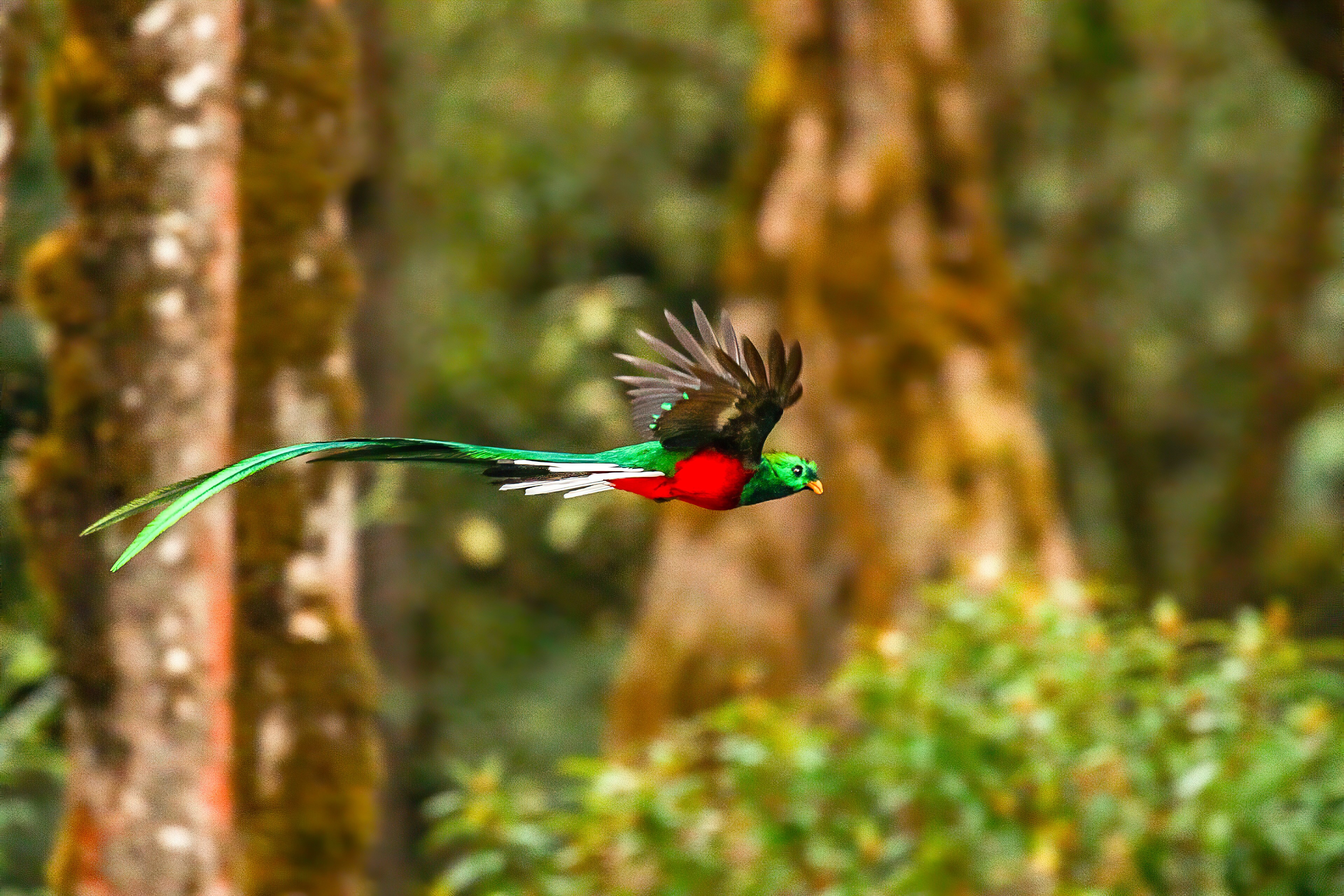 resplendent quetzal, birds, hd, 4k, HD Wallpaper