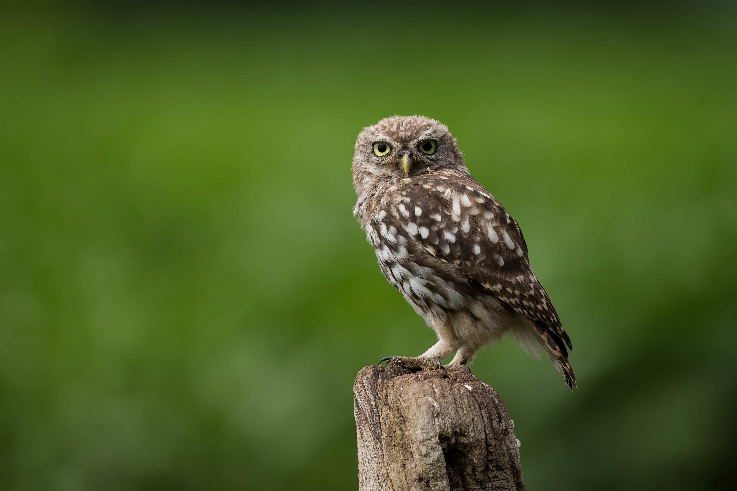 owl, birds, hd, HD Wallpaper