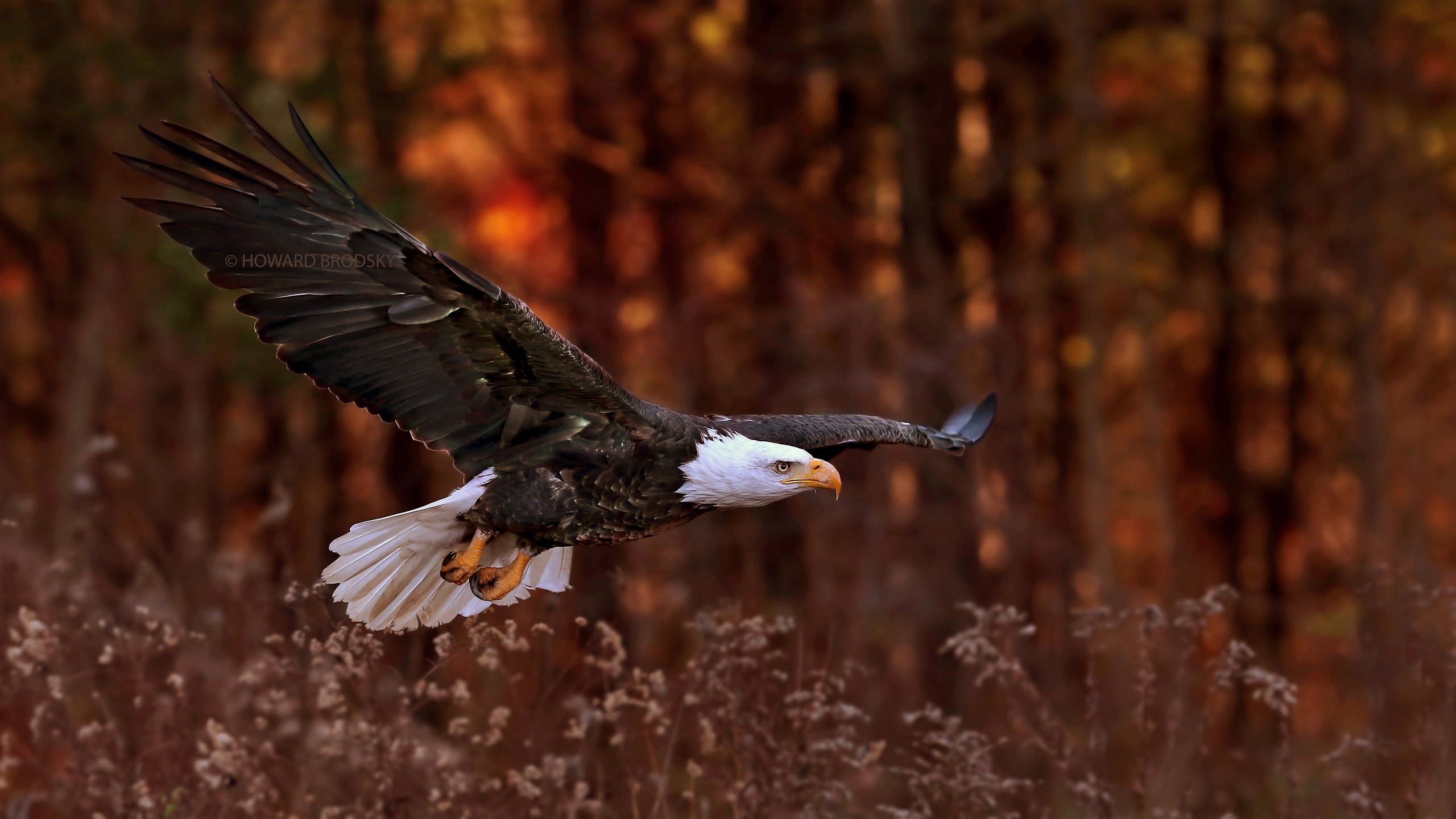 eagle, birds, hd, HD Wallpaper