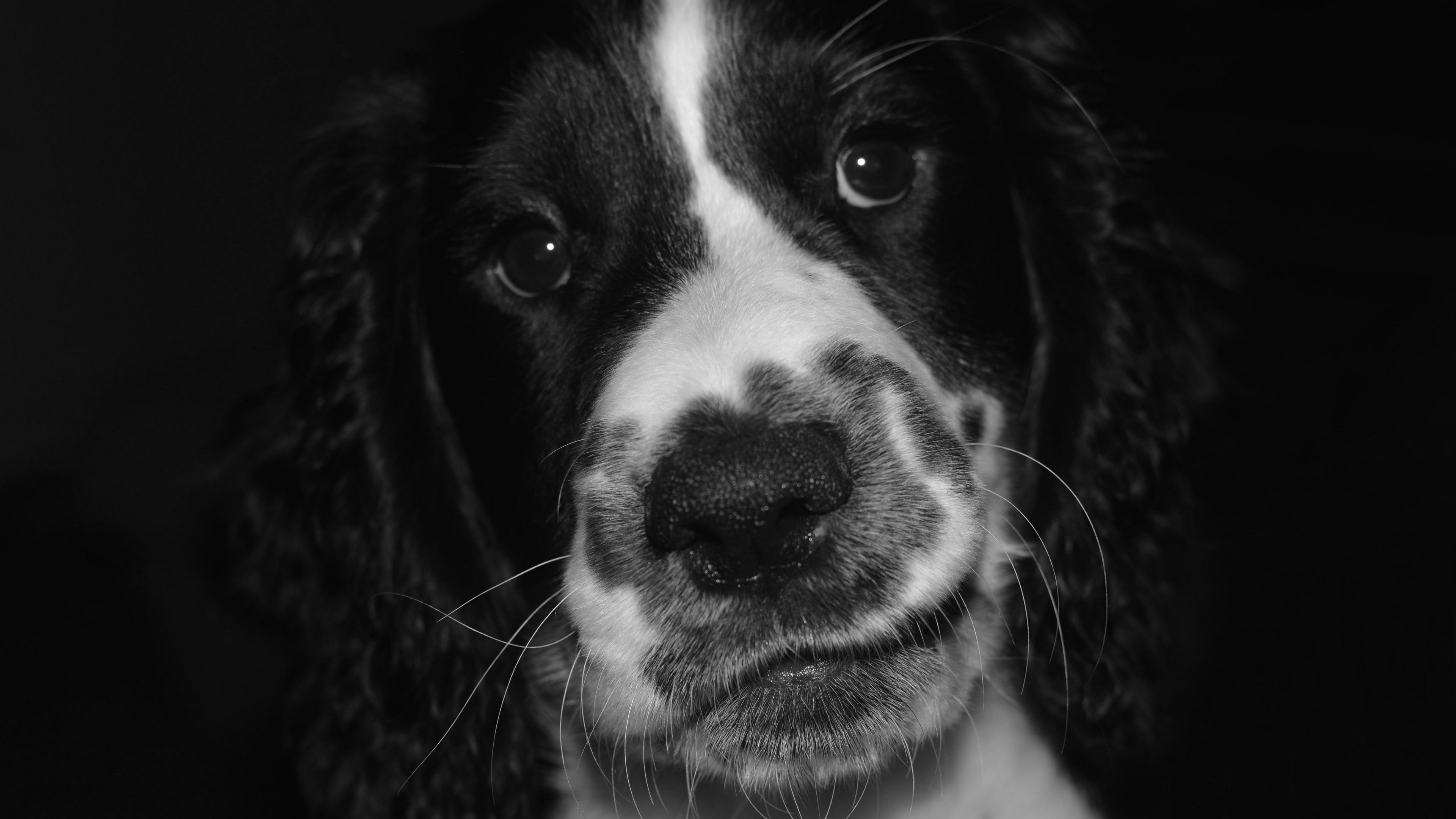 springer spaniel, dog, bw, spotted, pet, 4k, HD Wallpaper