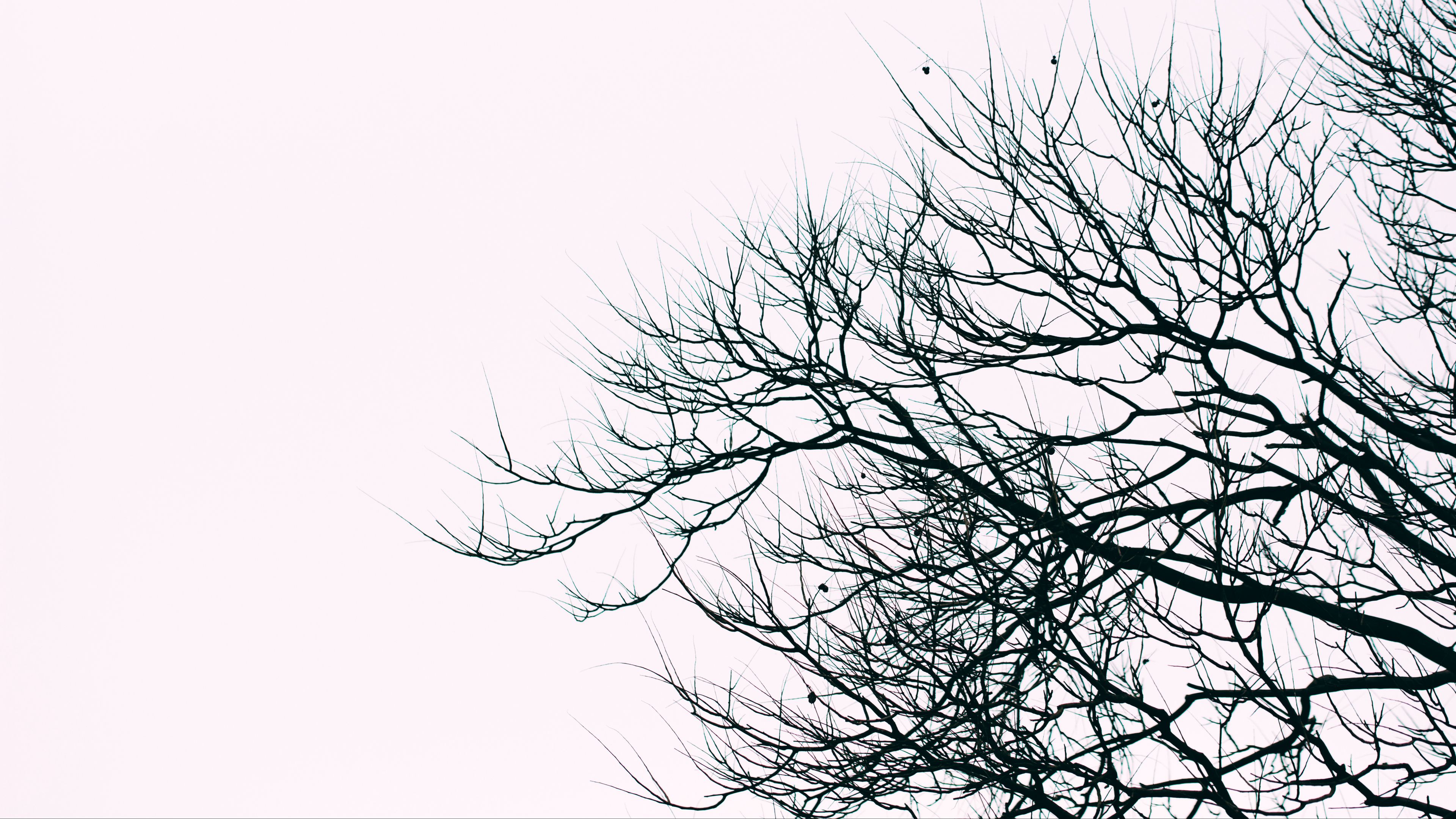 branches, sky, bw, minimalism, 4k, HD Wallpaper
