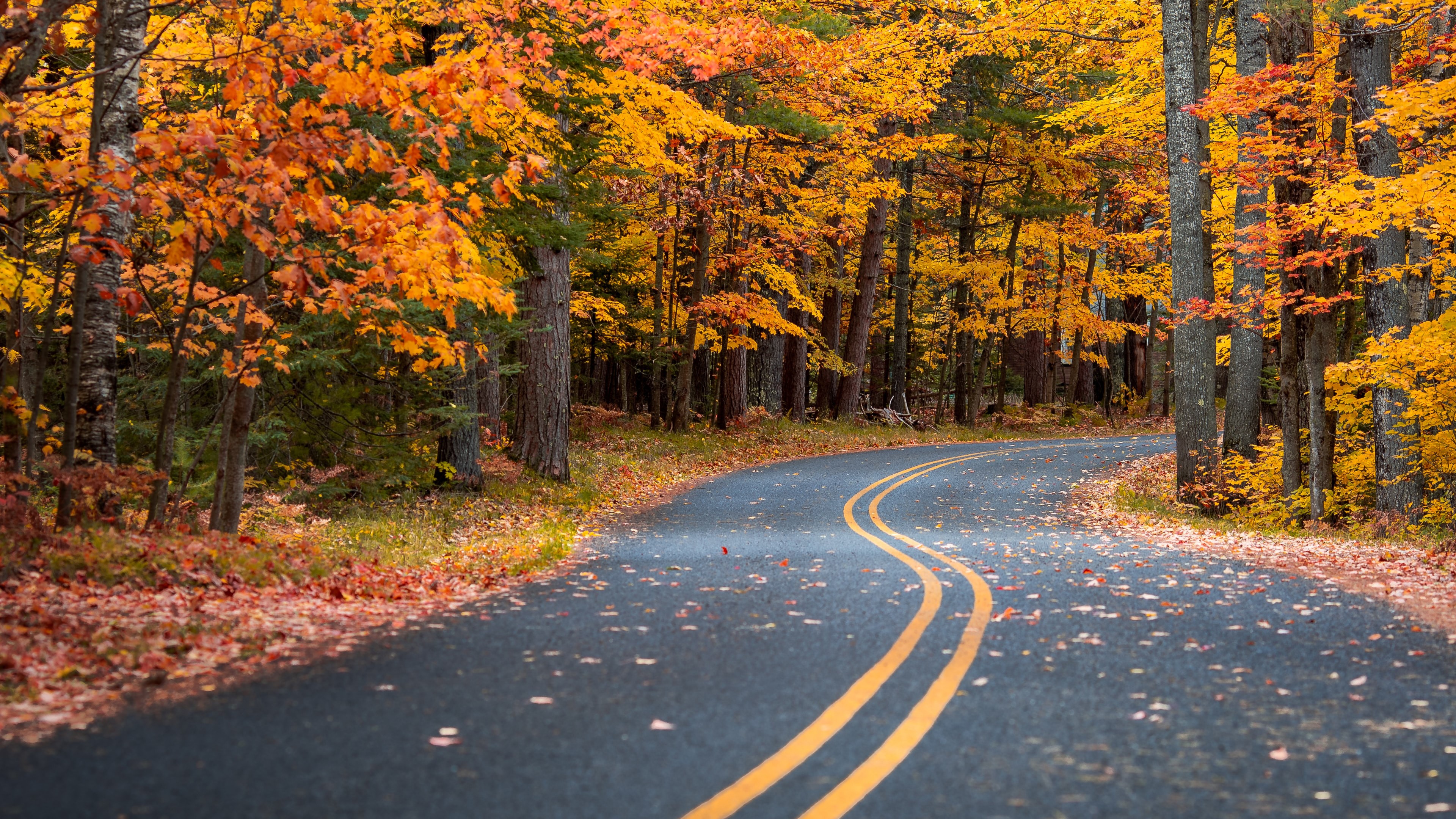 road, autumn, photography, hd, 4k, HD Wallpaper
