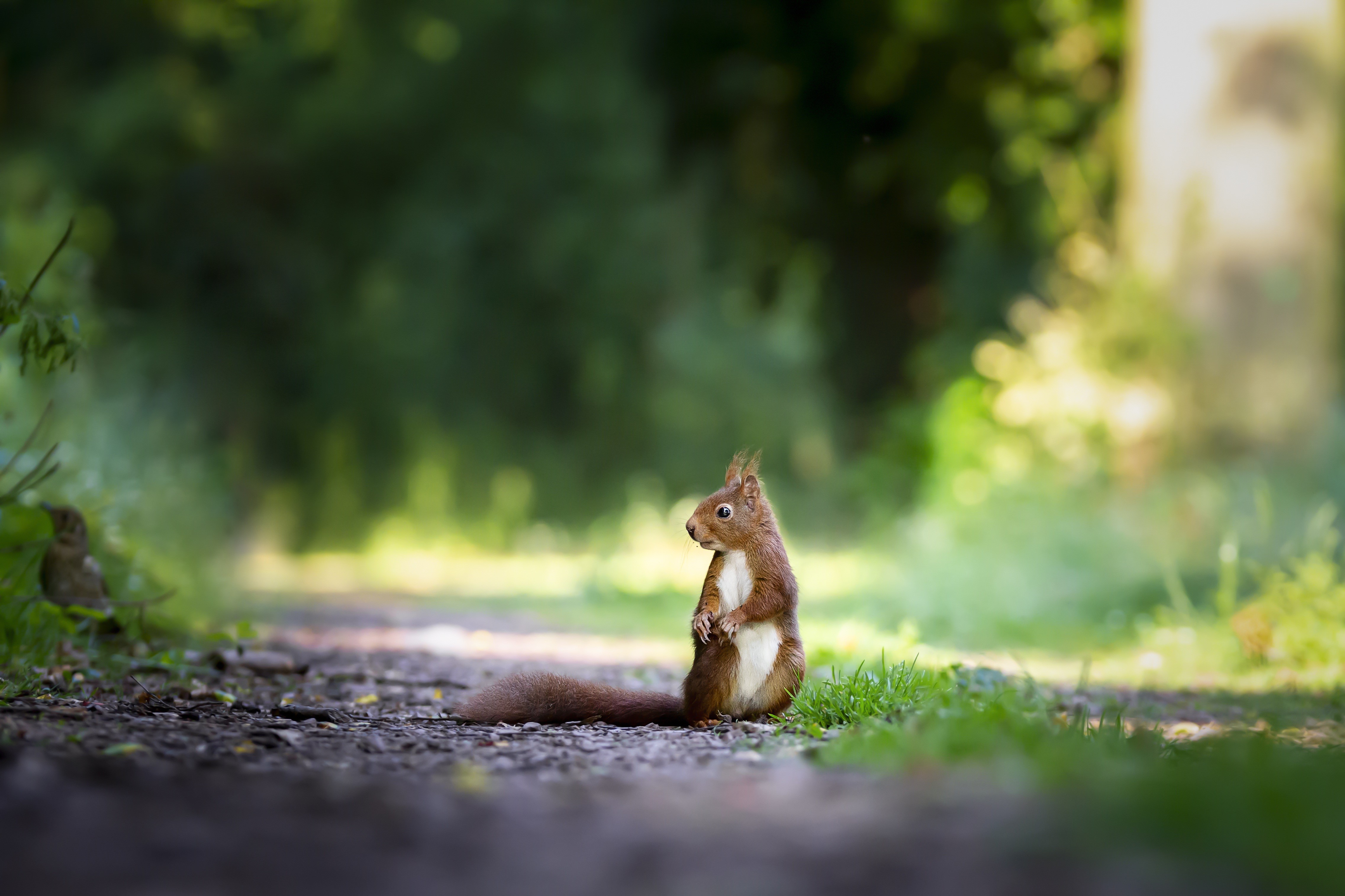 squirreles, animals, hd, 4k, 5k, HD Wallpaper