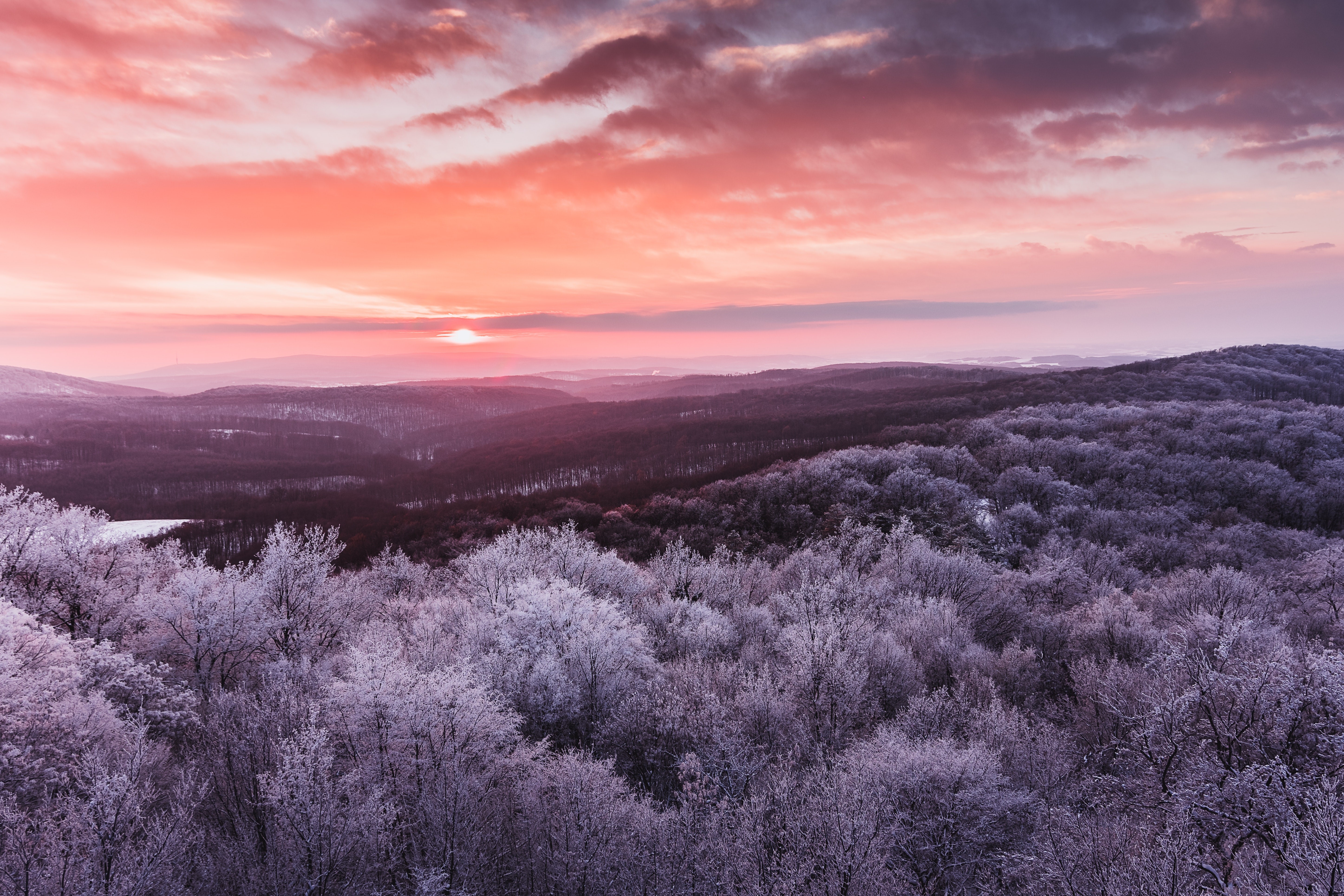 trees, winter, nature, hd, 4k, 5k, HD Wallpaper