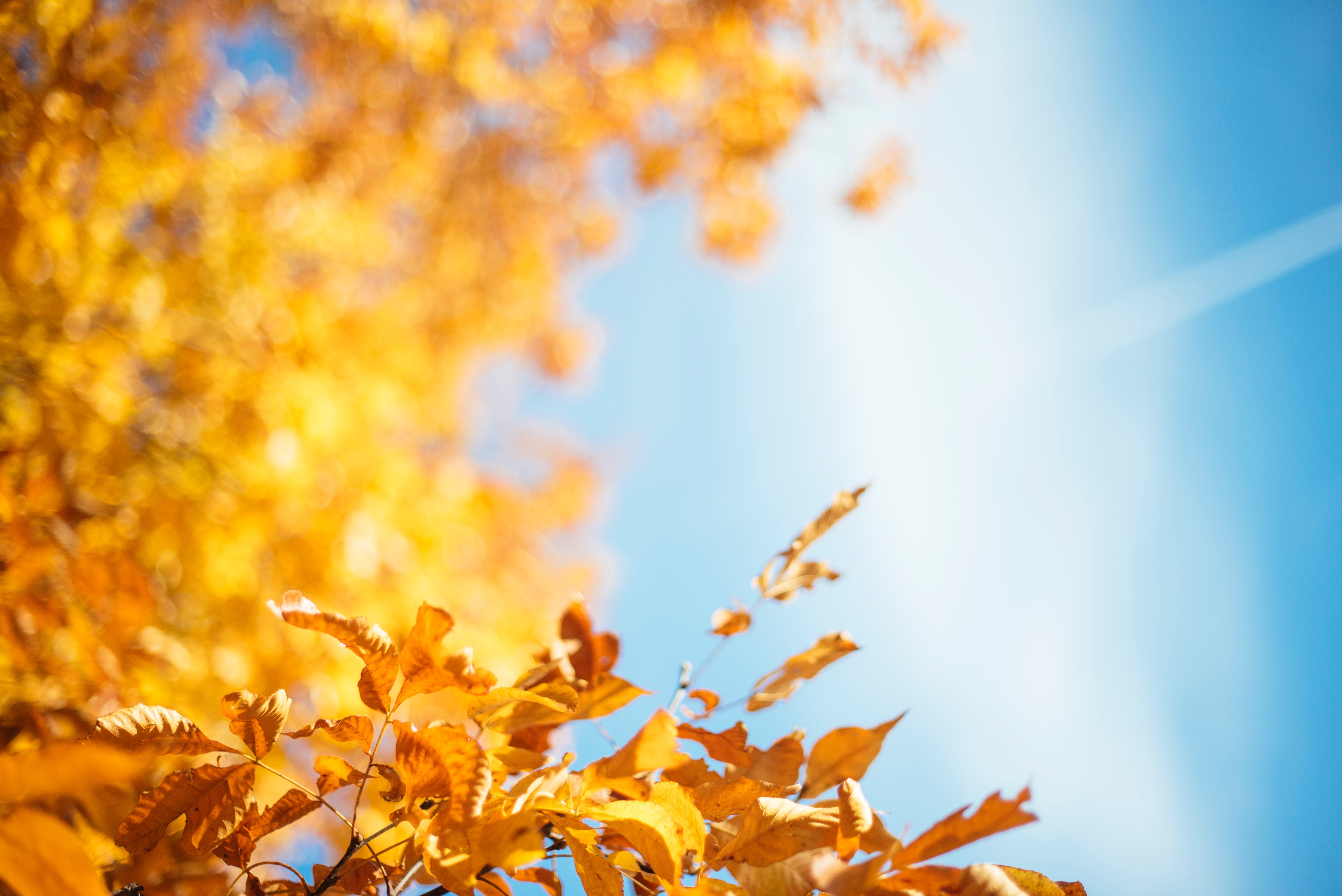 autumn, leaves, nature, hd, 4k, 5k, HD Wallpaper