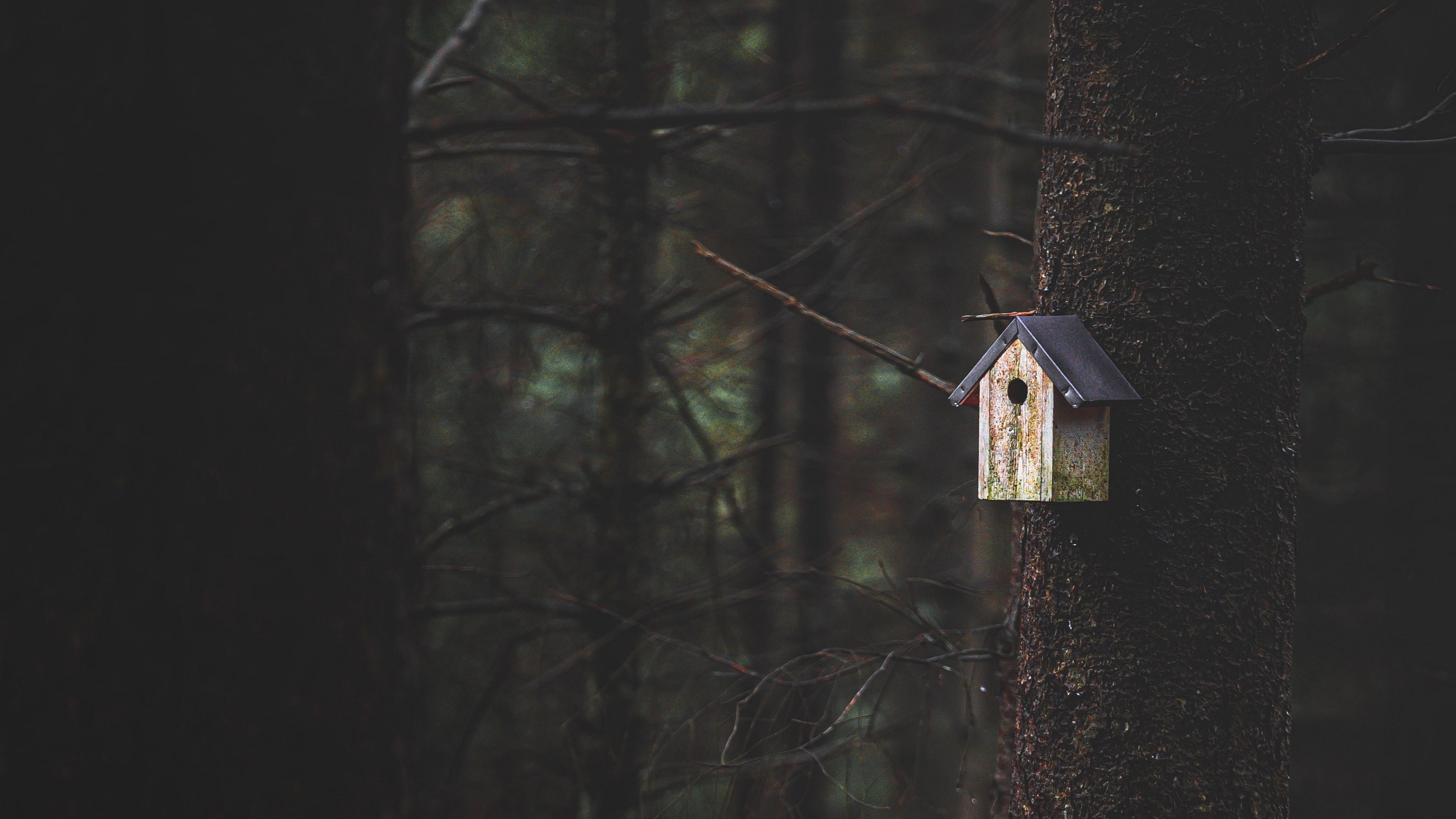tree, birdhouse, forest, nature, 4k, HD Wallpaper