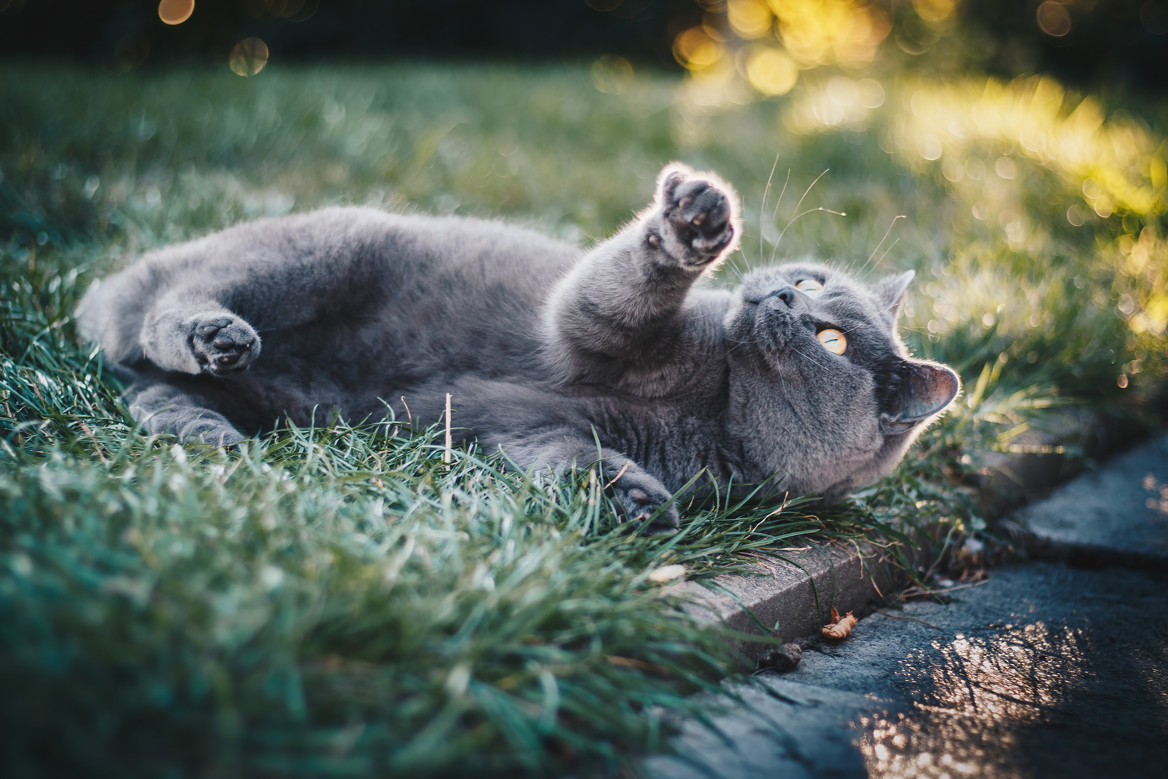 cat, animals, hd, 4k, HD Wallpaper