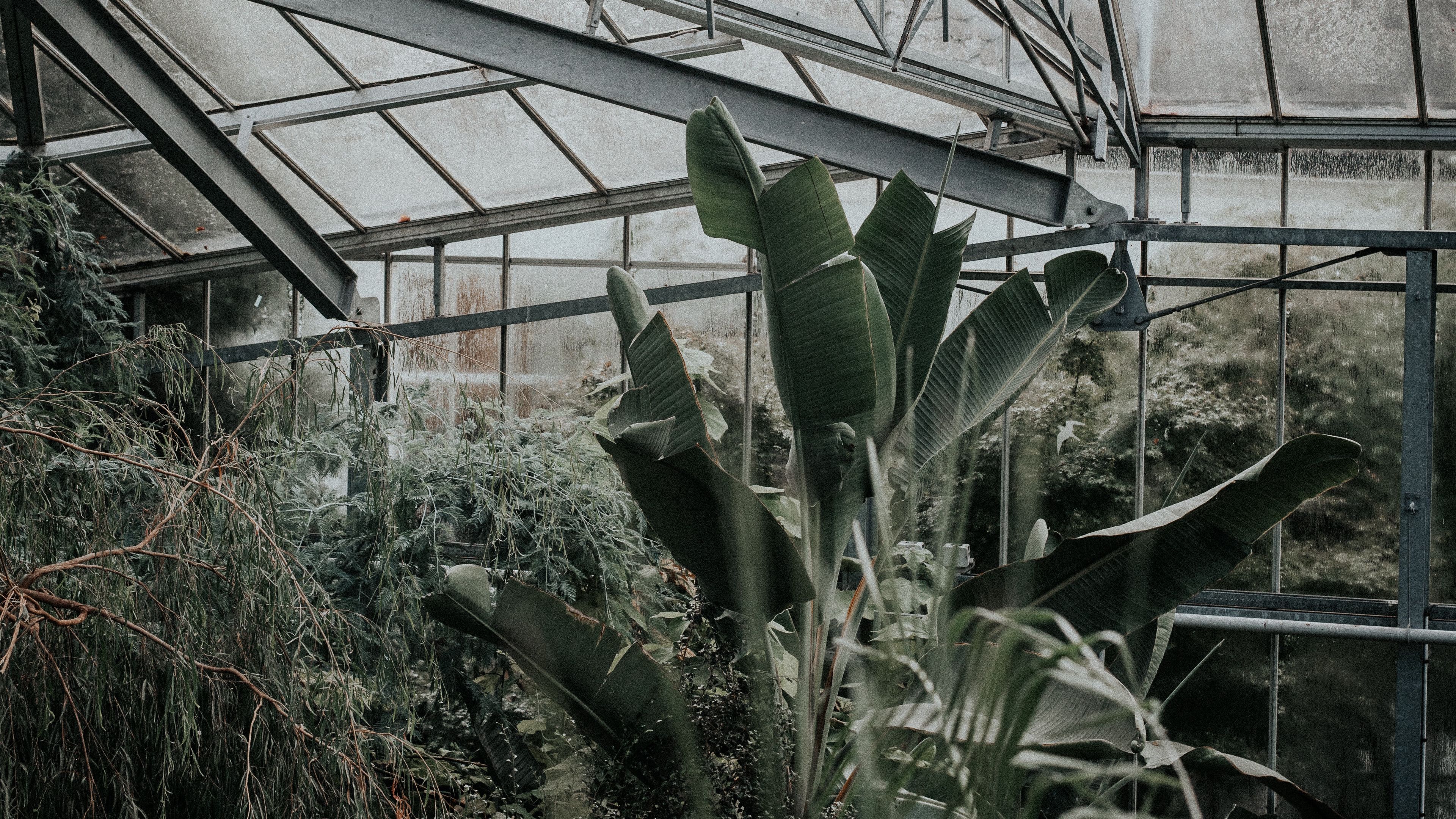 greenhouse, plants, green, exotic, 4k, HD Wallpaper