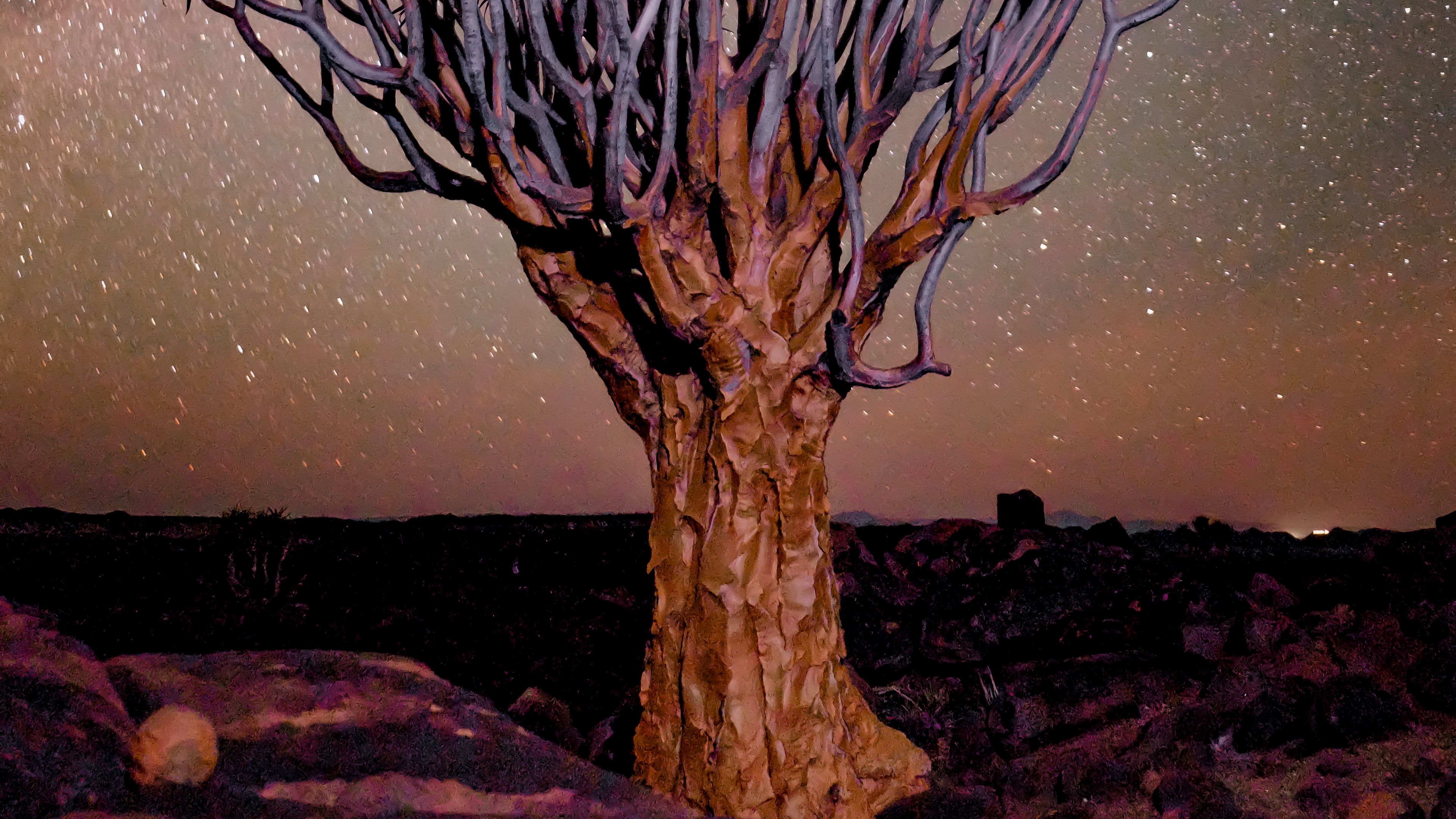 tree, night, starry sky, desert, africa, 4k, HD Wallpaper