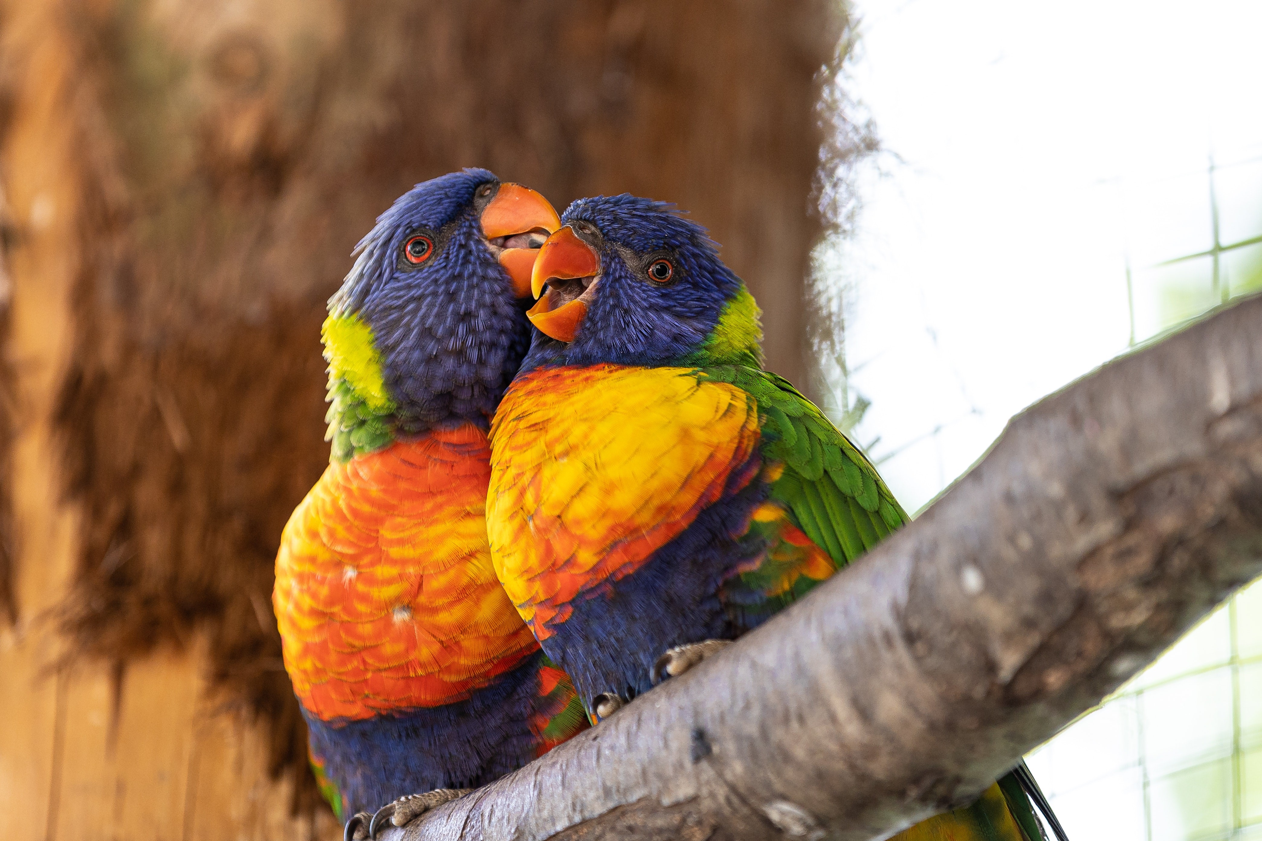 parrot, birds, hd, 4k, love, HD Wallpaper