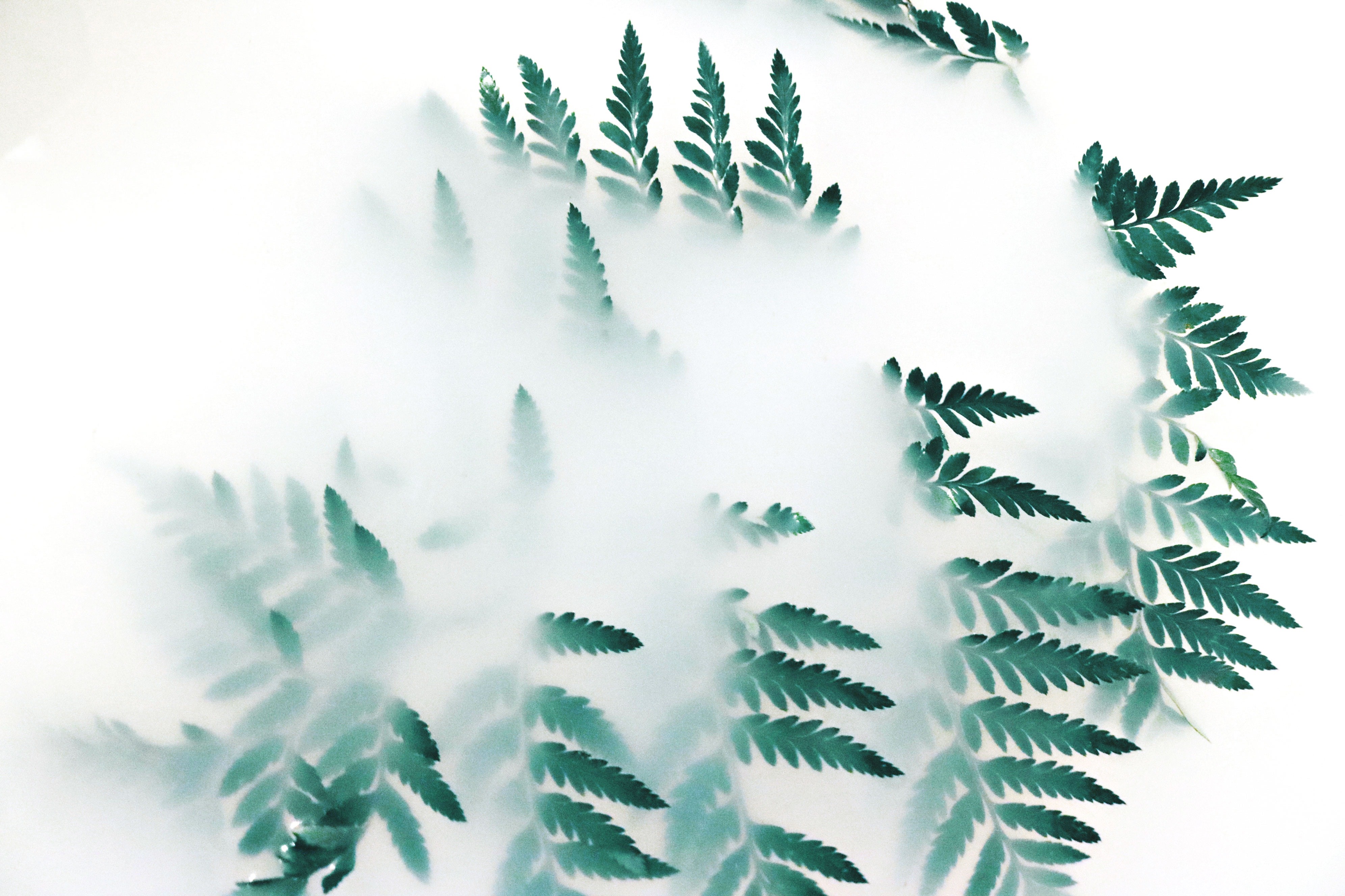 leaf, plants, fog, nature, hd, 4k, photography, HD Wallpaper