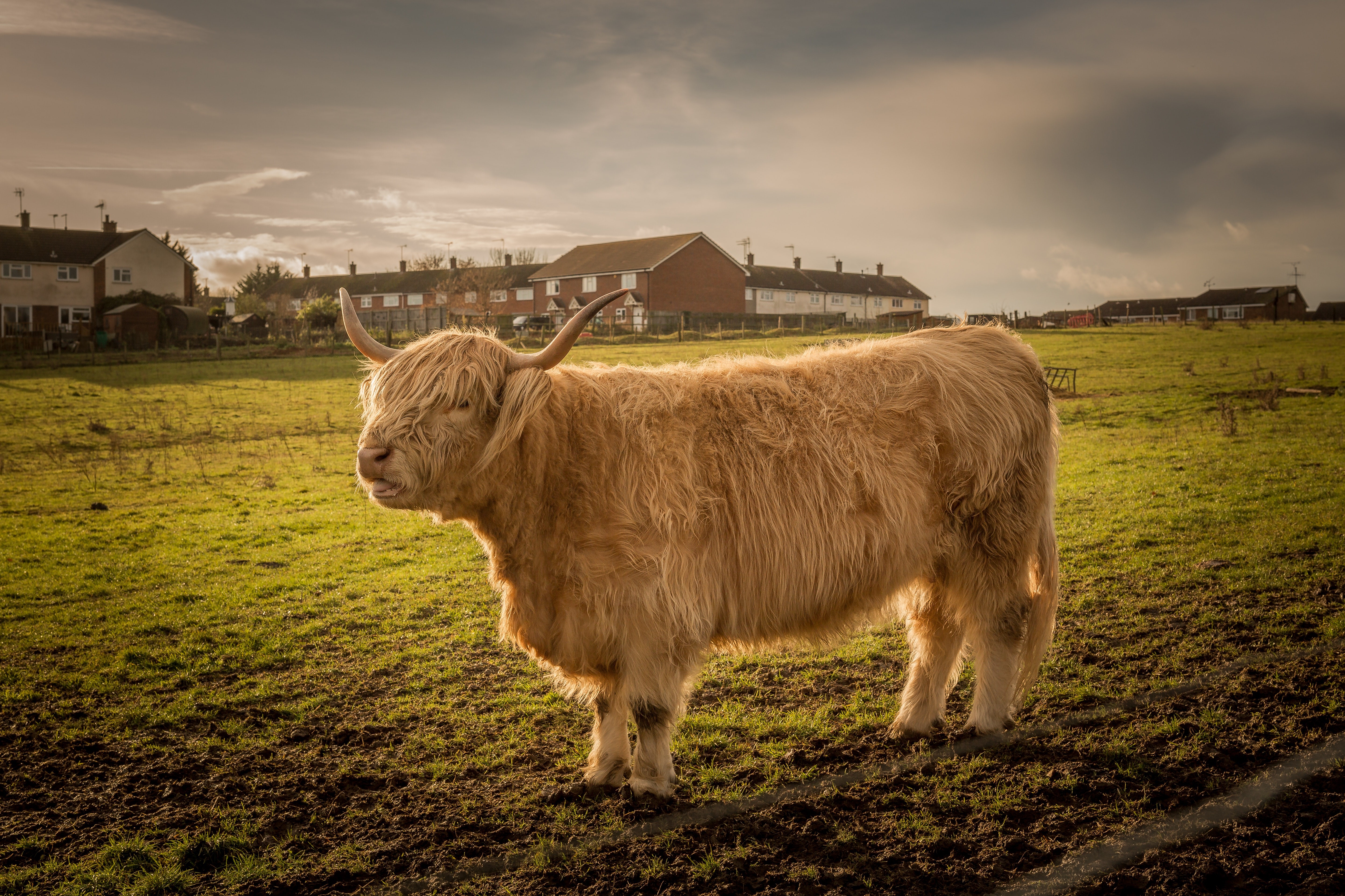 cow, animals, hd, 4k, 5k, HD Wallpaper