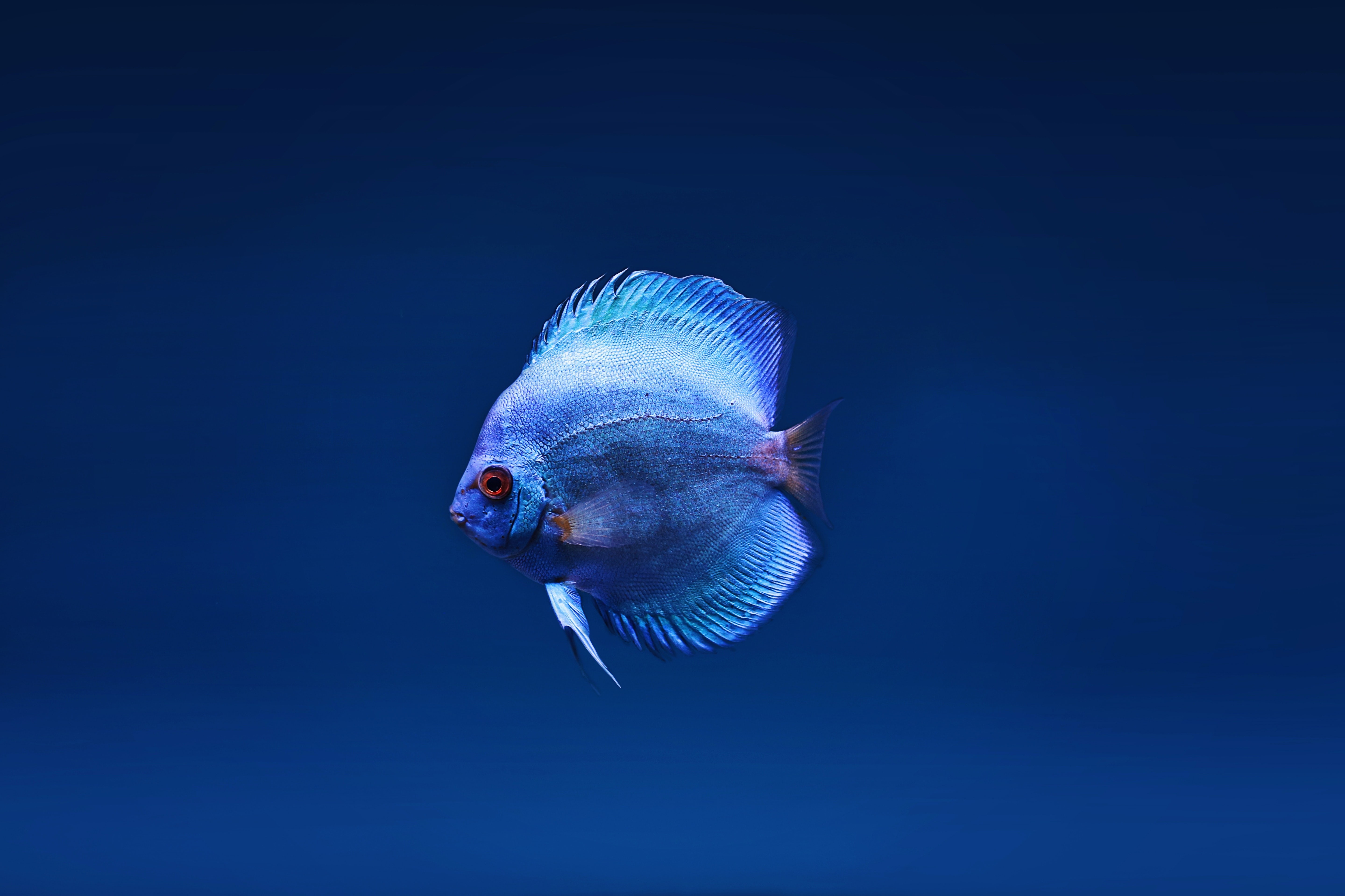 fish, animals, hd, 4k, 5k, HD Wallpaper