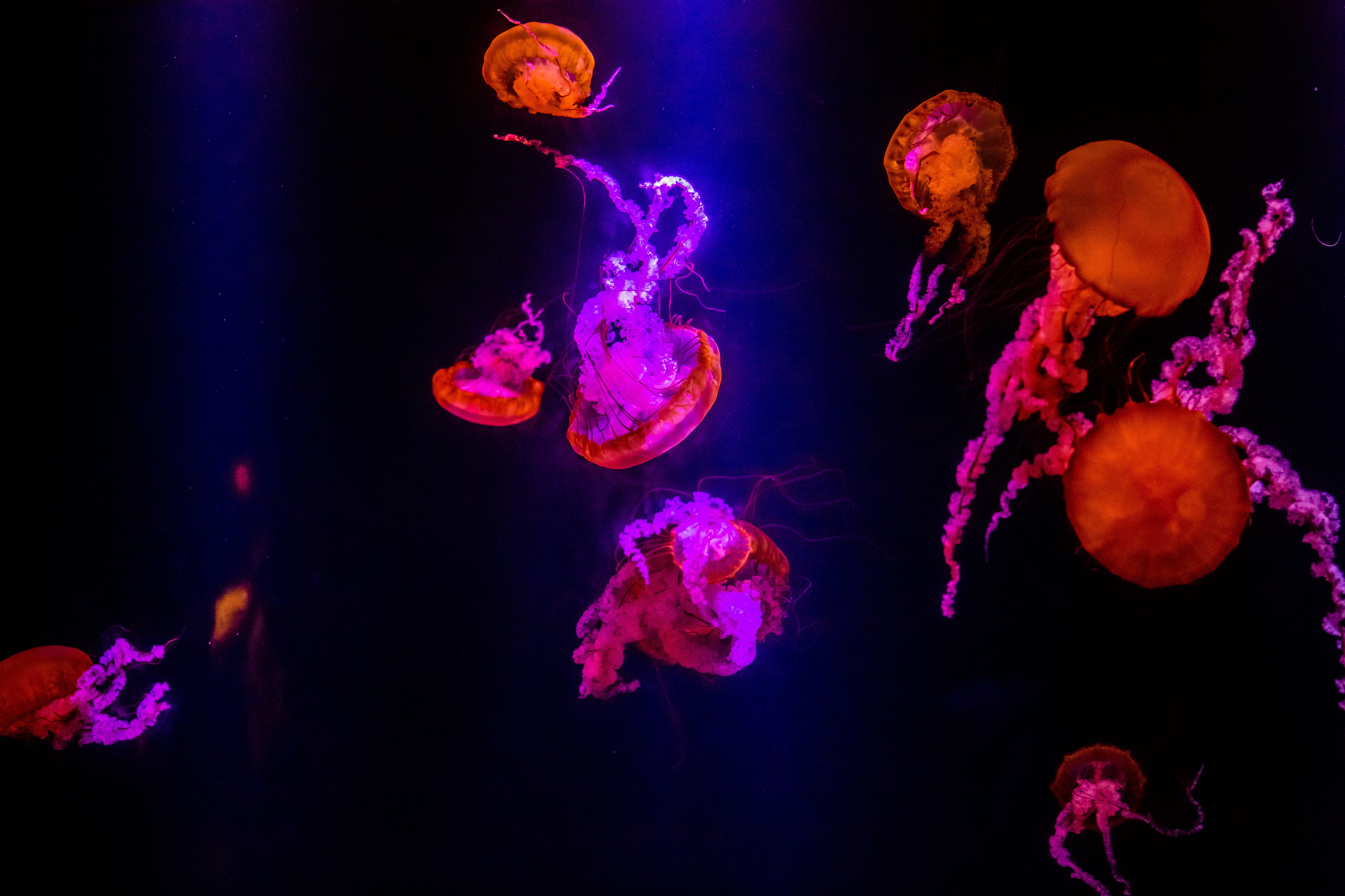 jellyfish, underwater, hd, animals, 4k, 5k, photography, HD Wallpaper